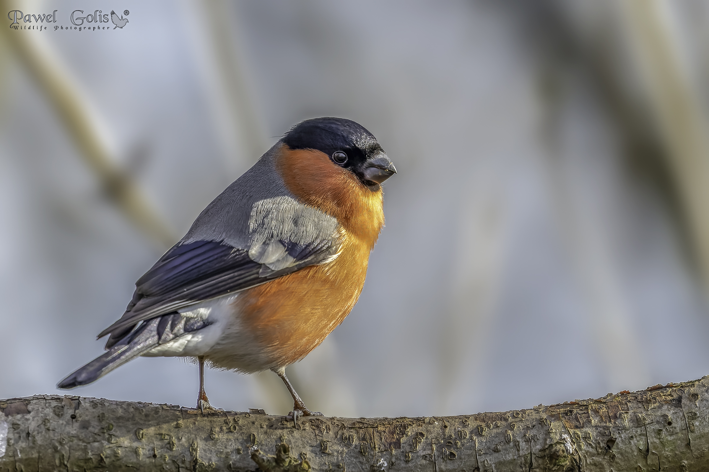 Ciuffolotto eurasiatico (Pyrrhula pyrrhula)