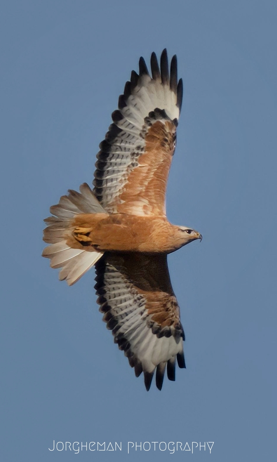 Buteo rufinus