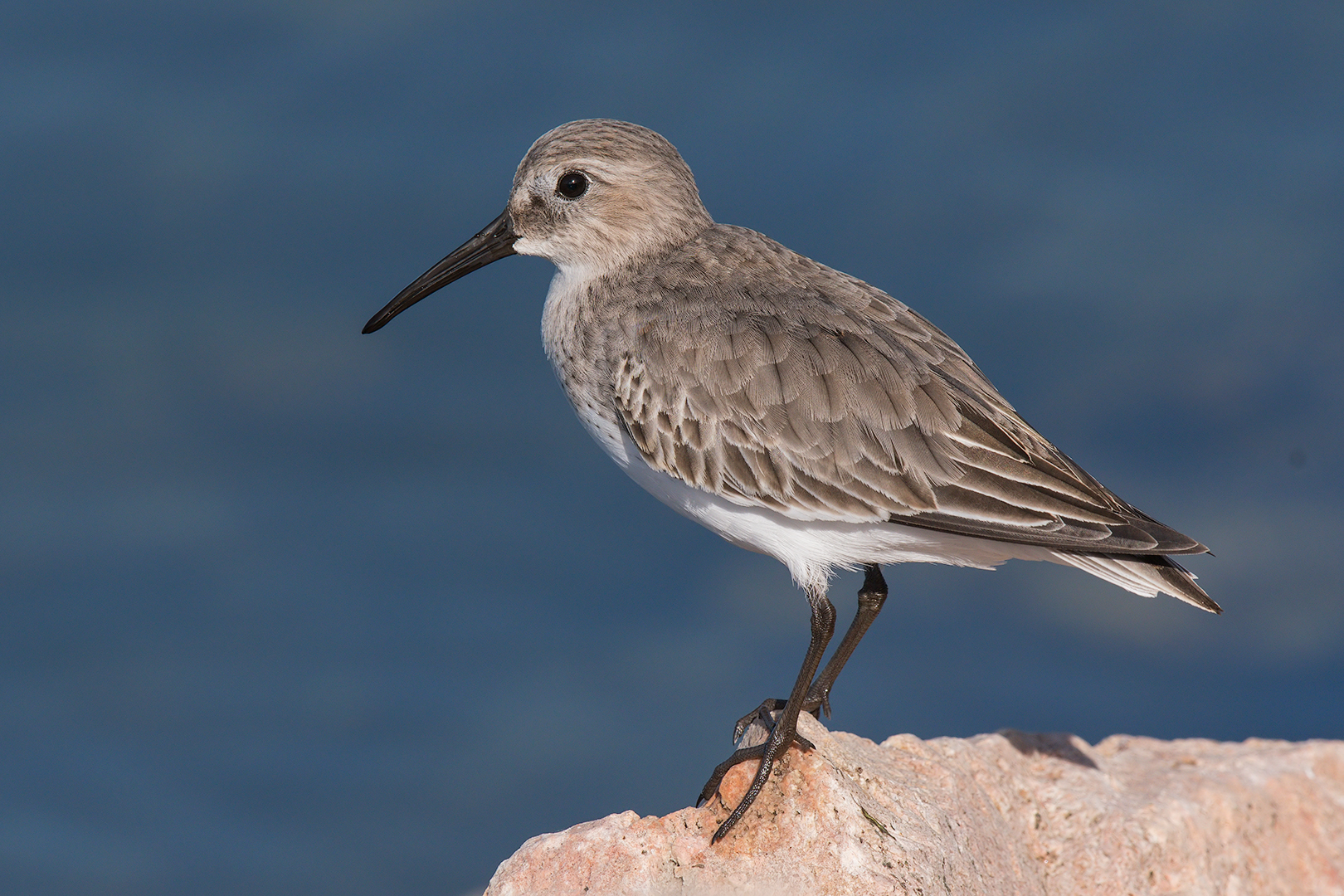 Dunlin
