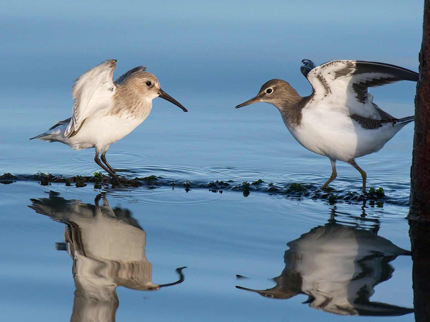Pito piro piccolo vs Piovanello pancianera