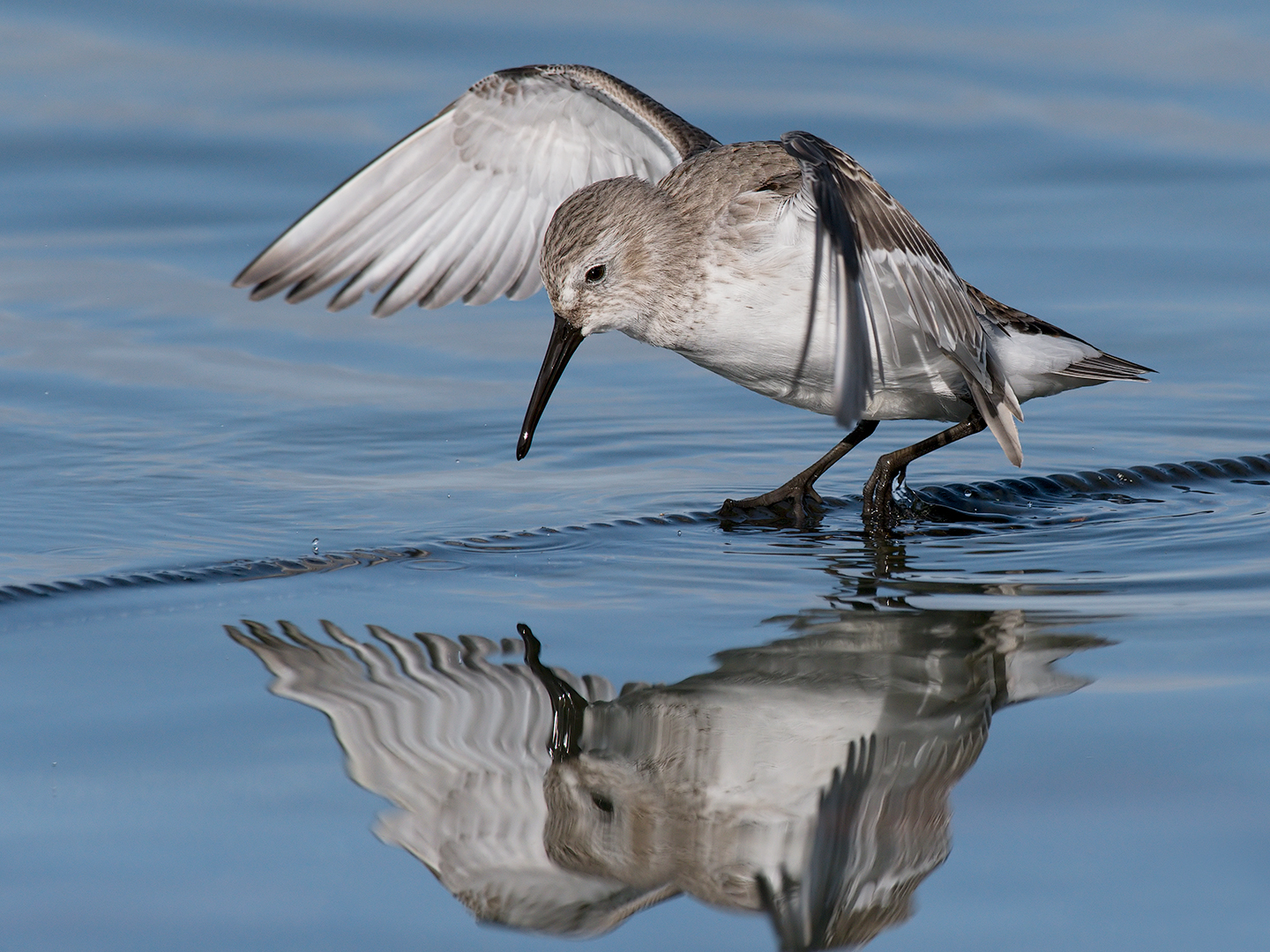 Sandpiper in precarious balance