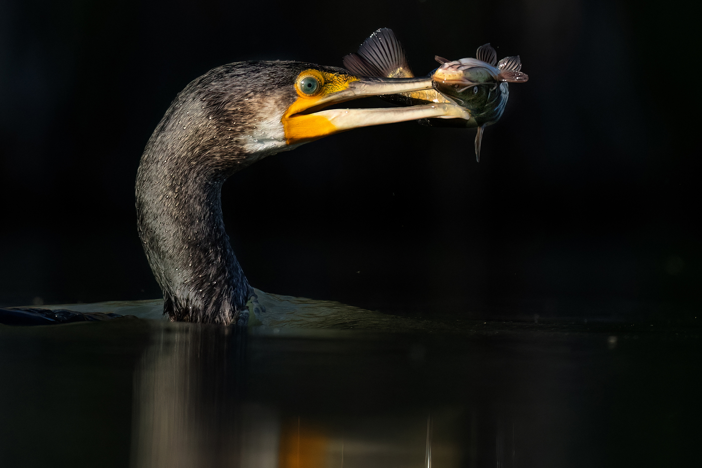 Last ray of sunshine