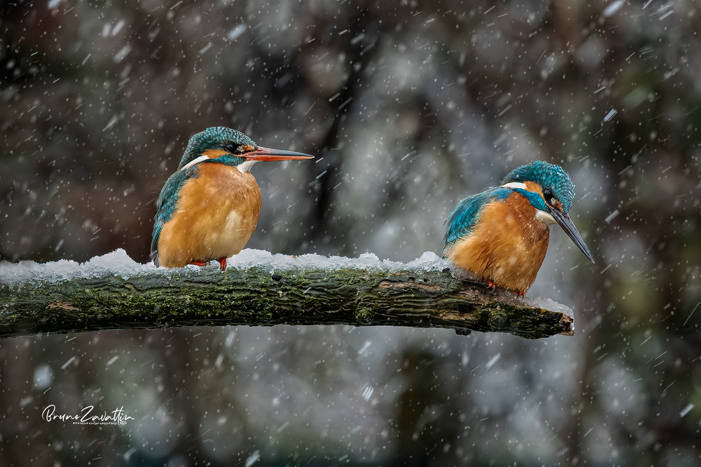 Marin fisherman "The couple"