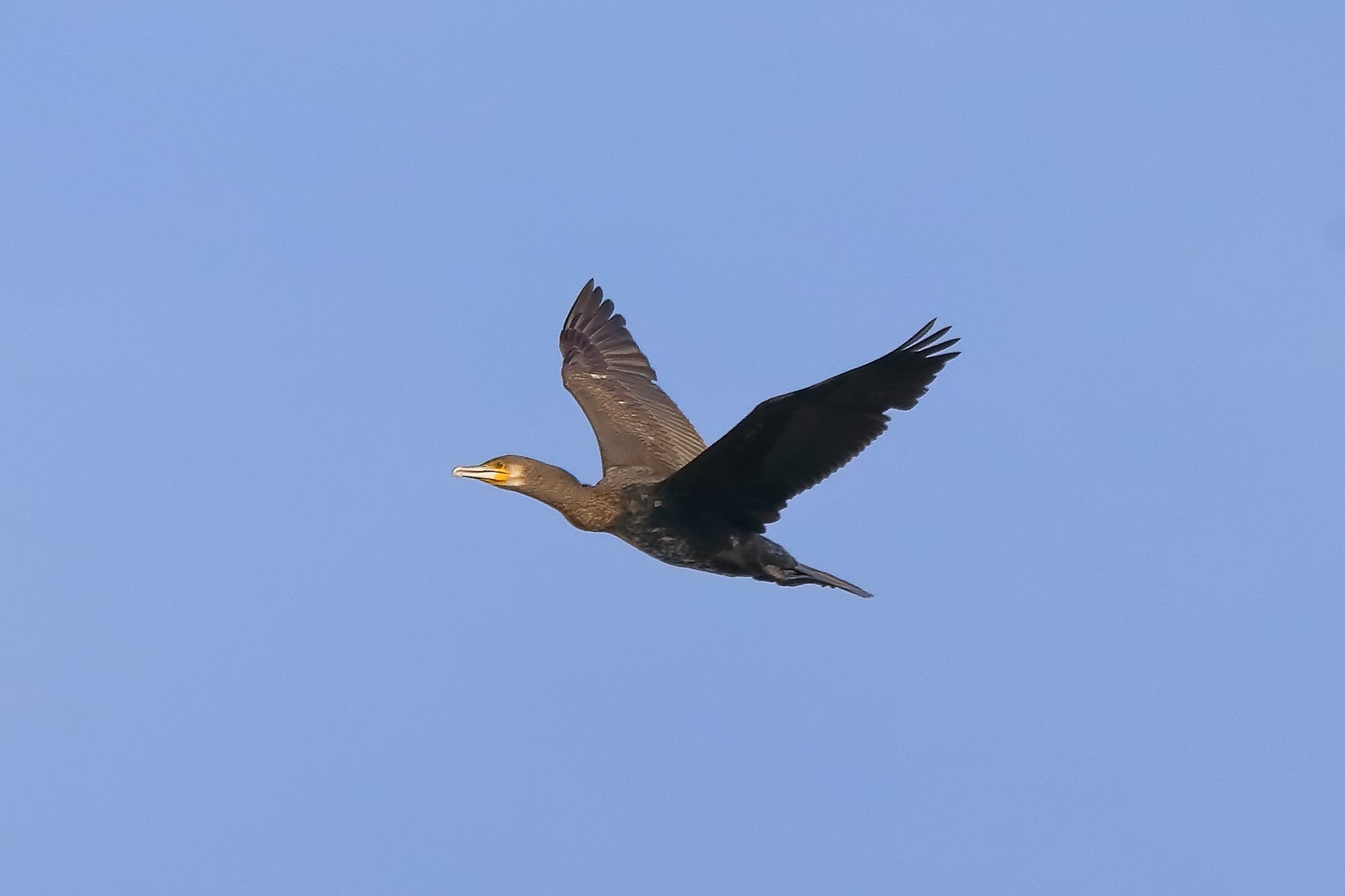 cormorano 03-10-2022