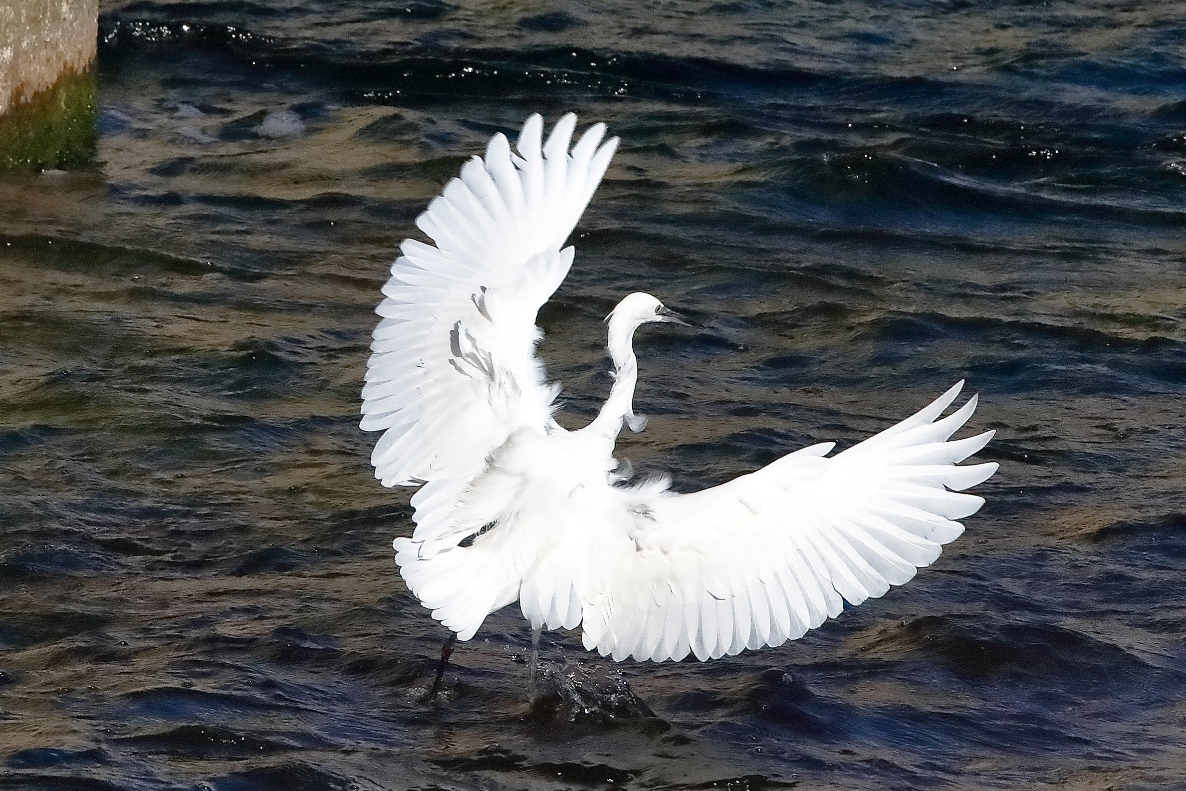 garzetta 22 ottobre 2022