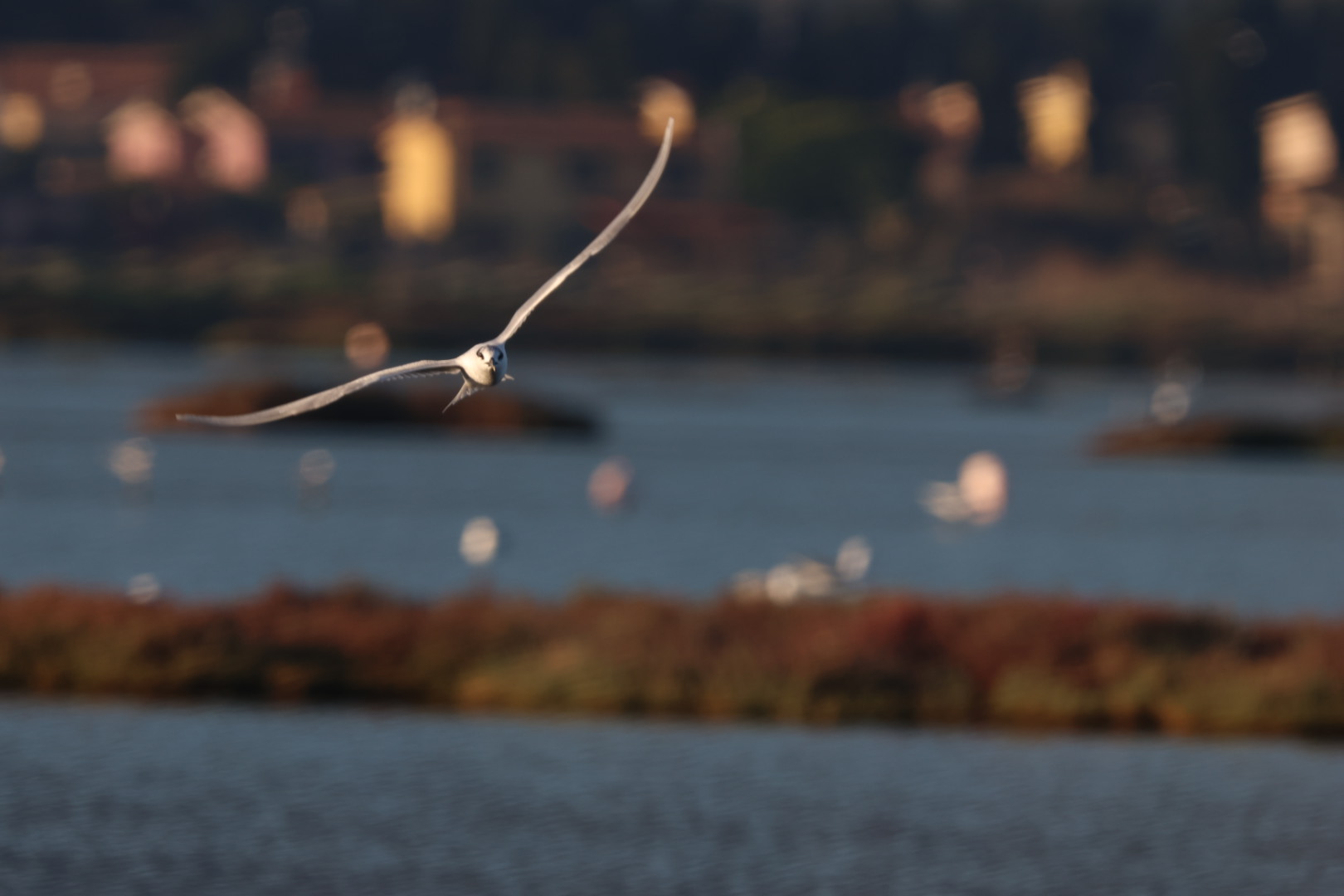 Prova Canon r7 consigli grazie