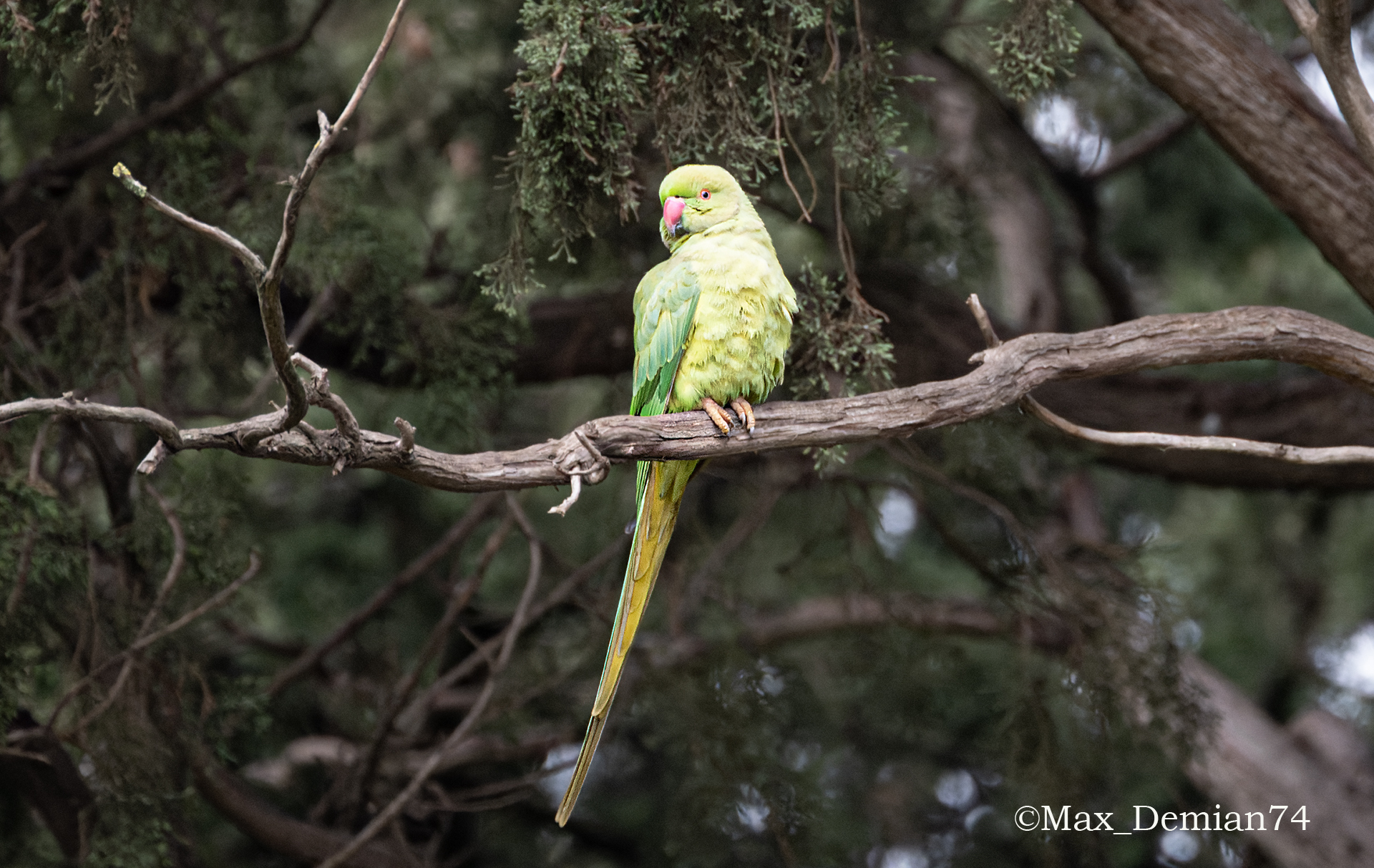 Green parrot