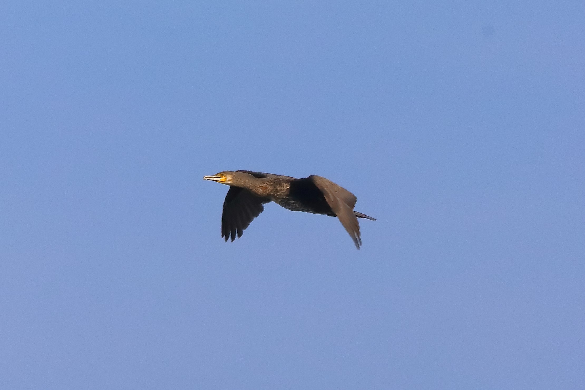 cormorano 03-10-2022