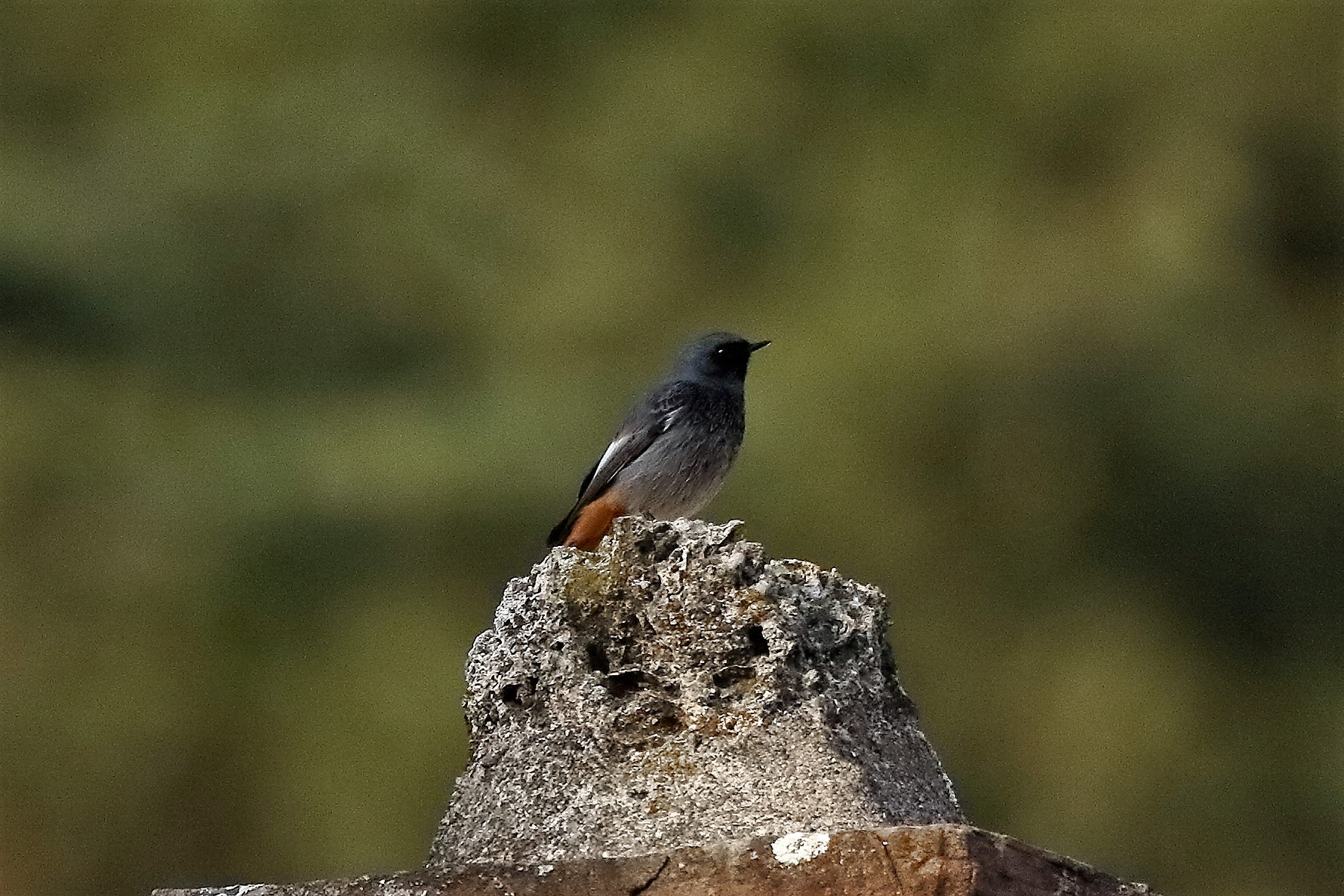 codirosso sp 25 ottobre 2022