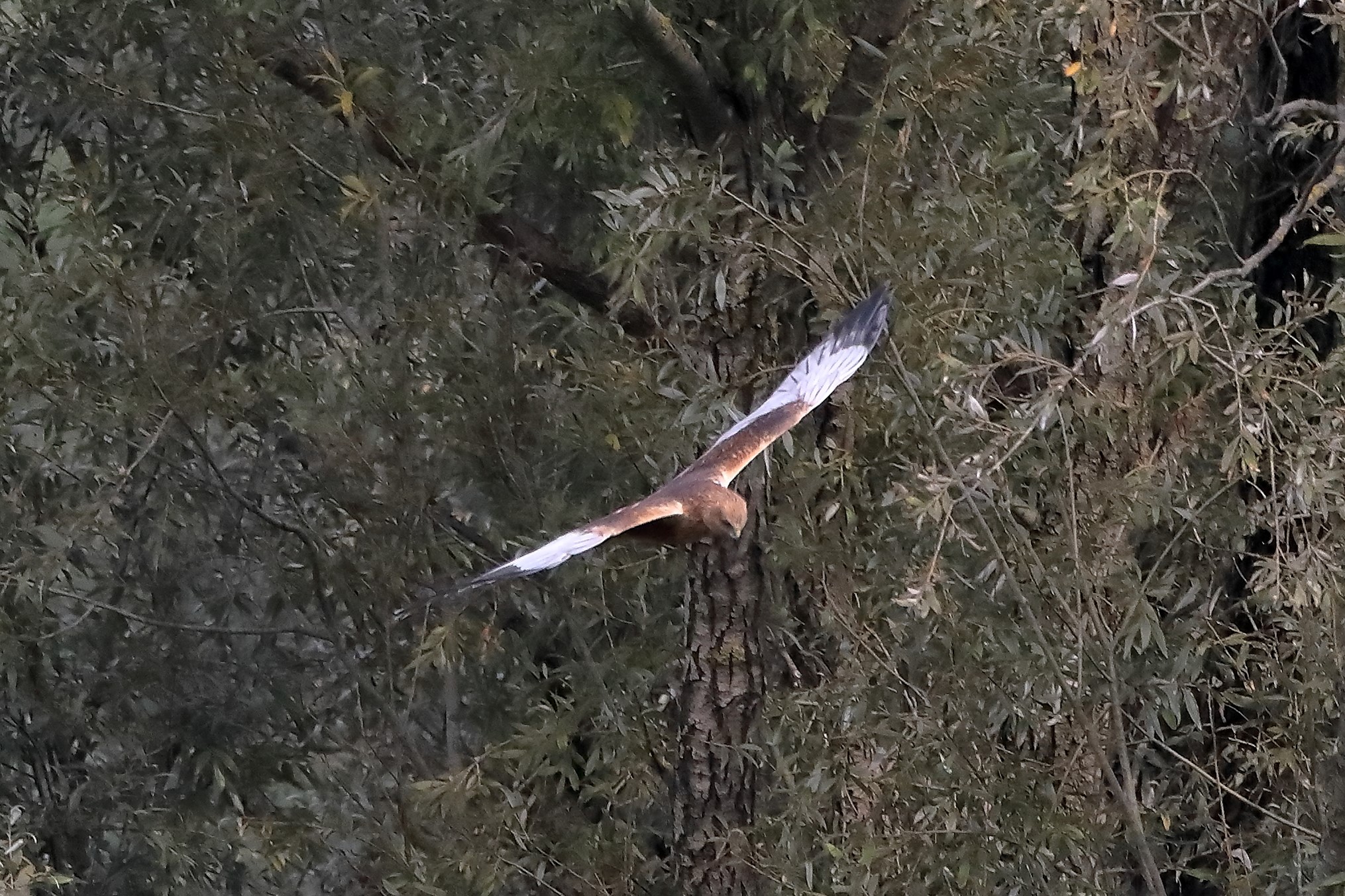 Falco di palude 12-10-2022