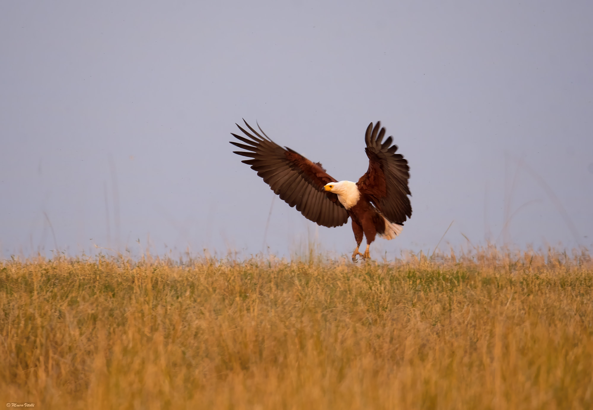 Howler eagle (Haliaeetus vocifer) Zambia