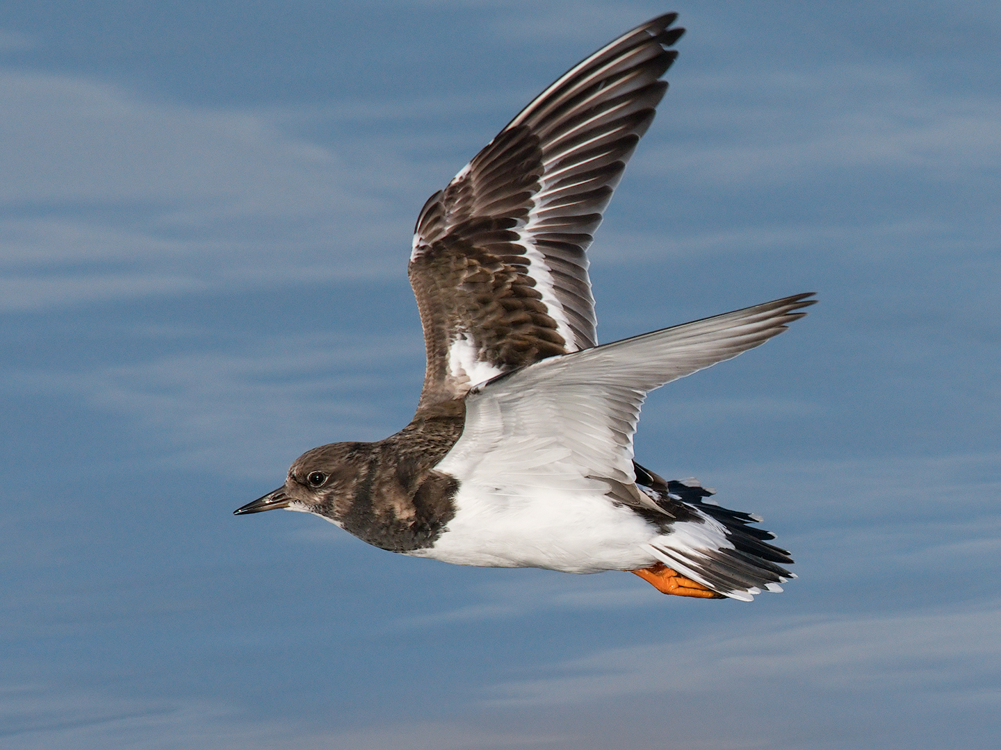 Stone turner in flight