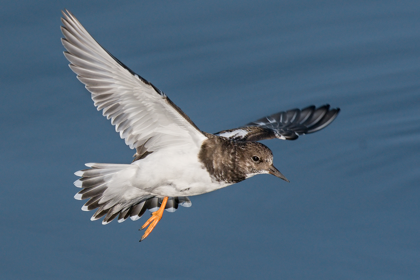 Stone turner in flight