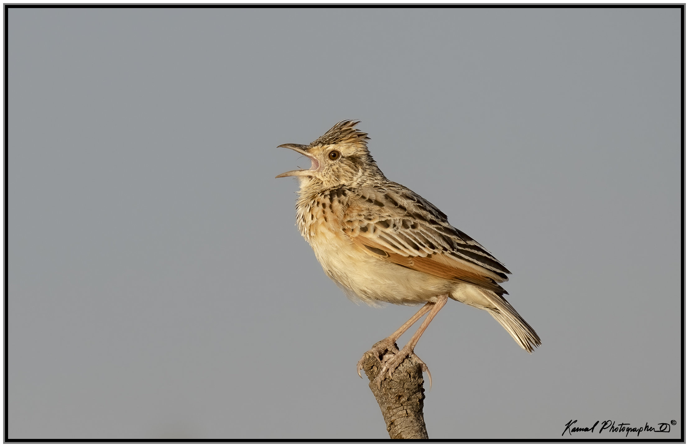 Rufous-naped greenlet