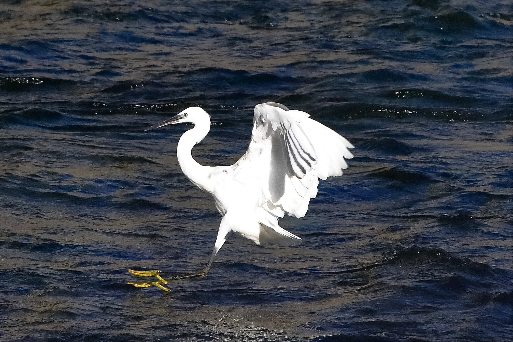 garzetta 22 ottobre 2022