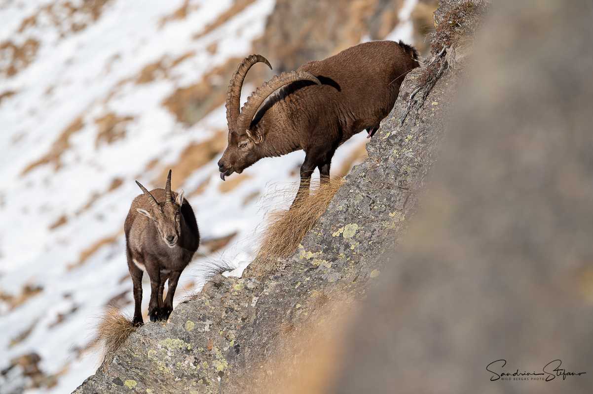 The courtship of the ibex