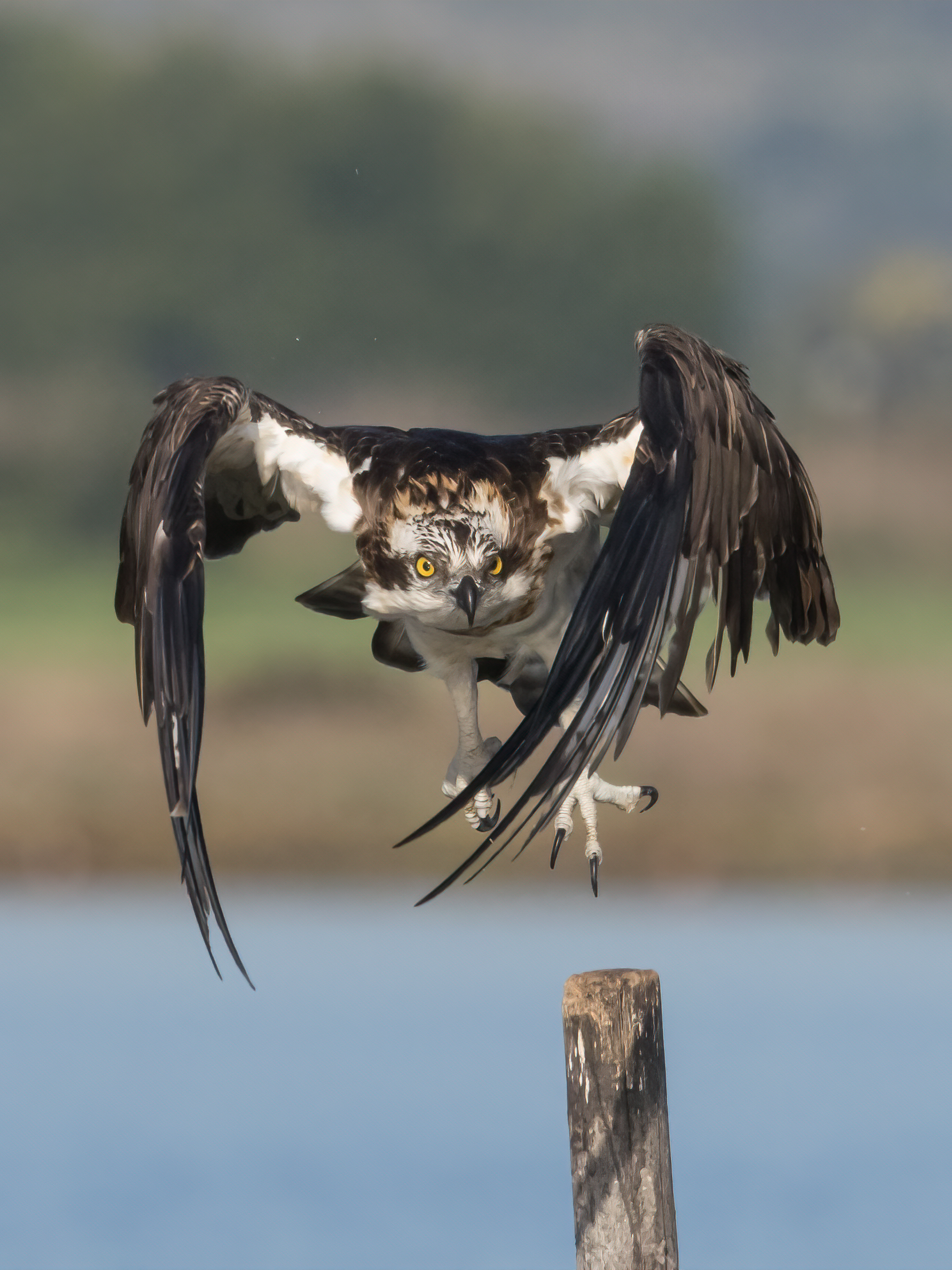 Osprey