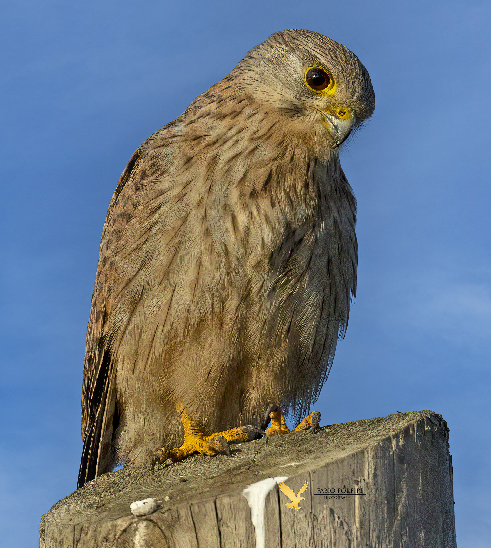 una simpatica gheppietta