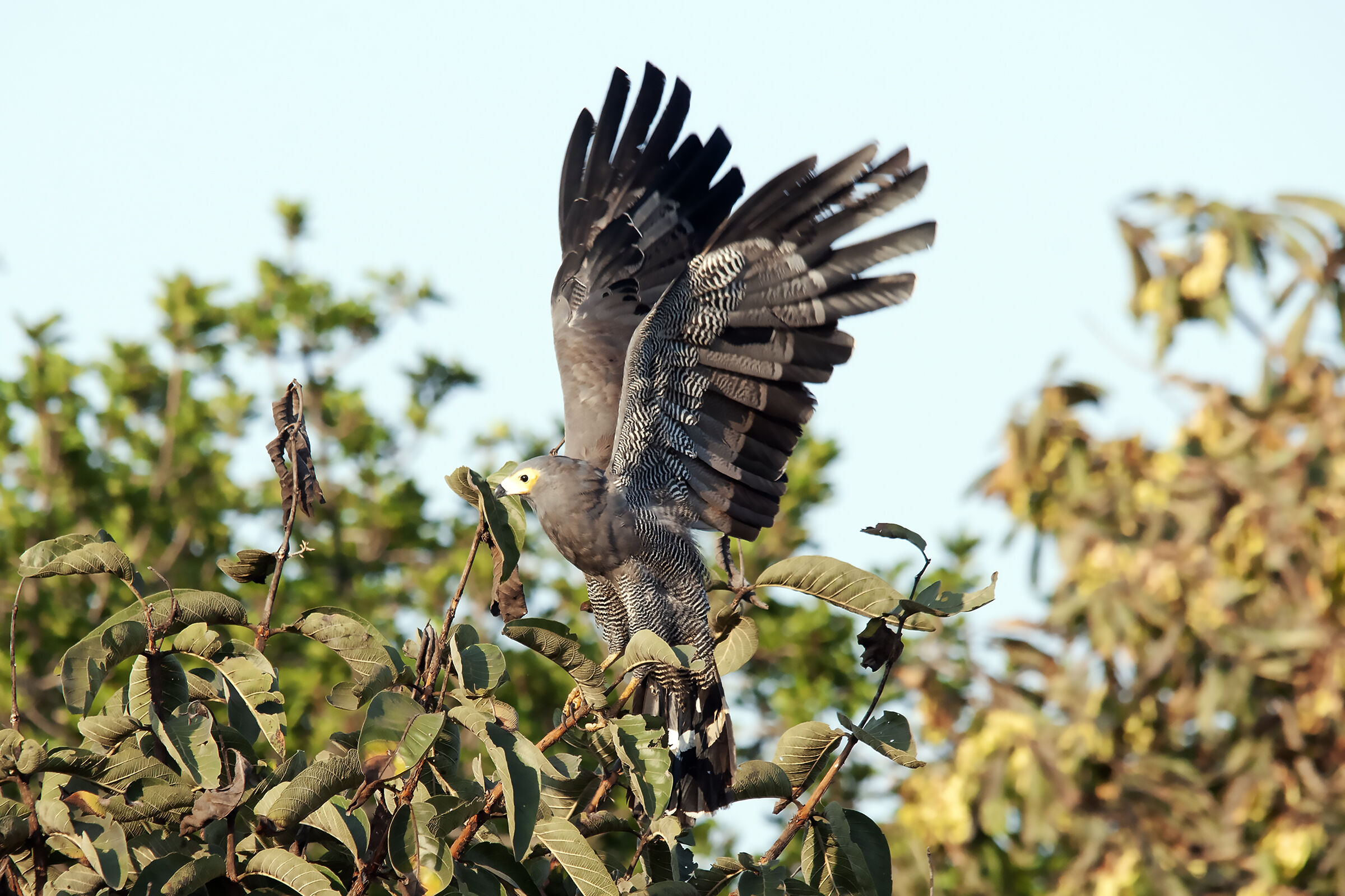African serpent hawk