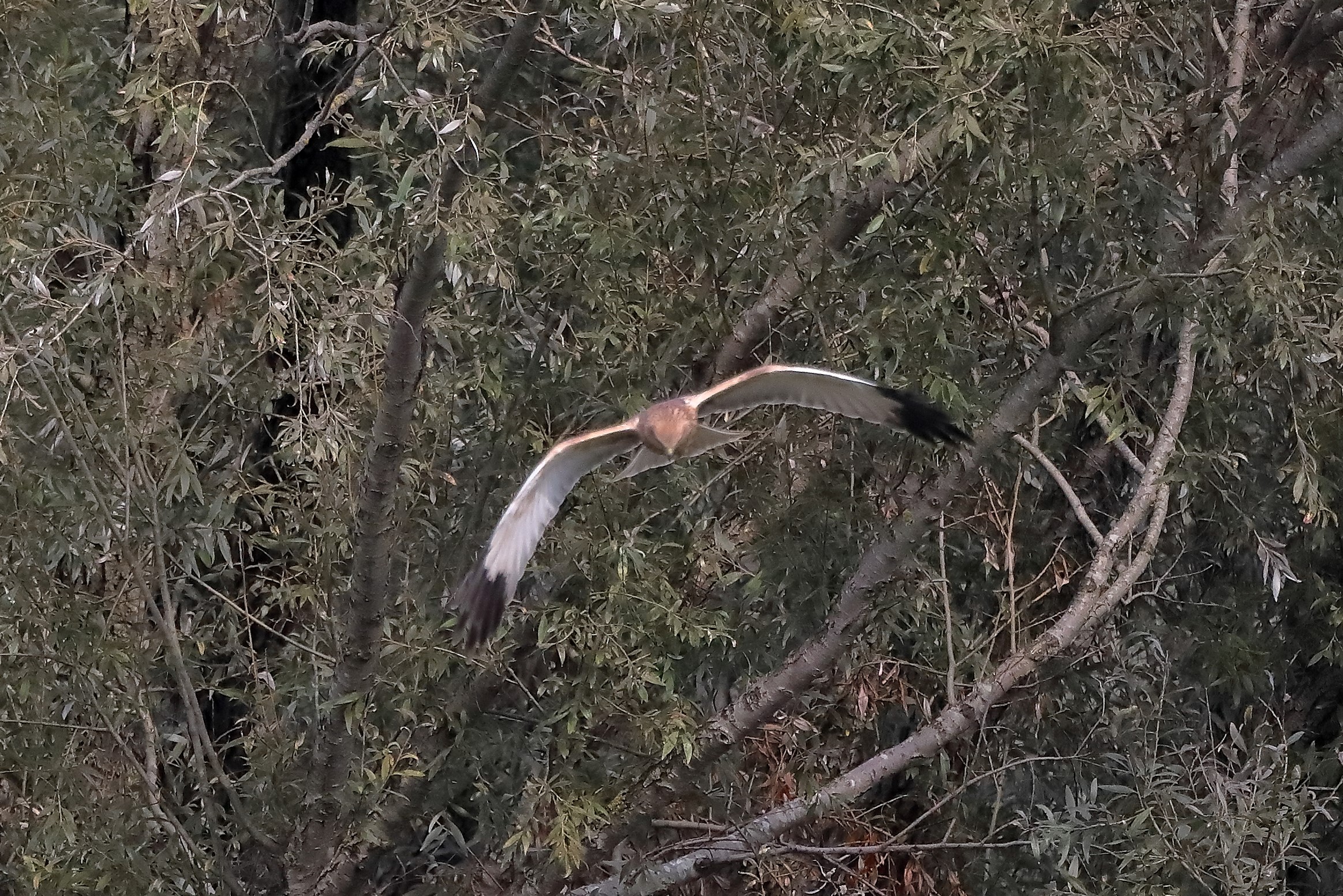 Falco di palude 12-10-2022