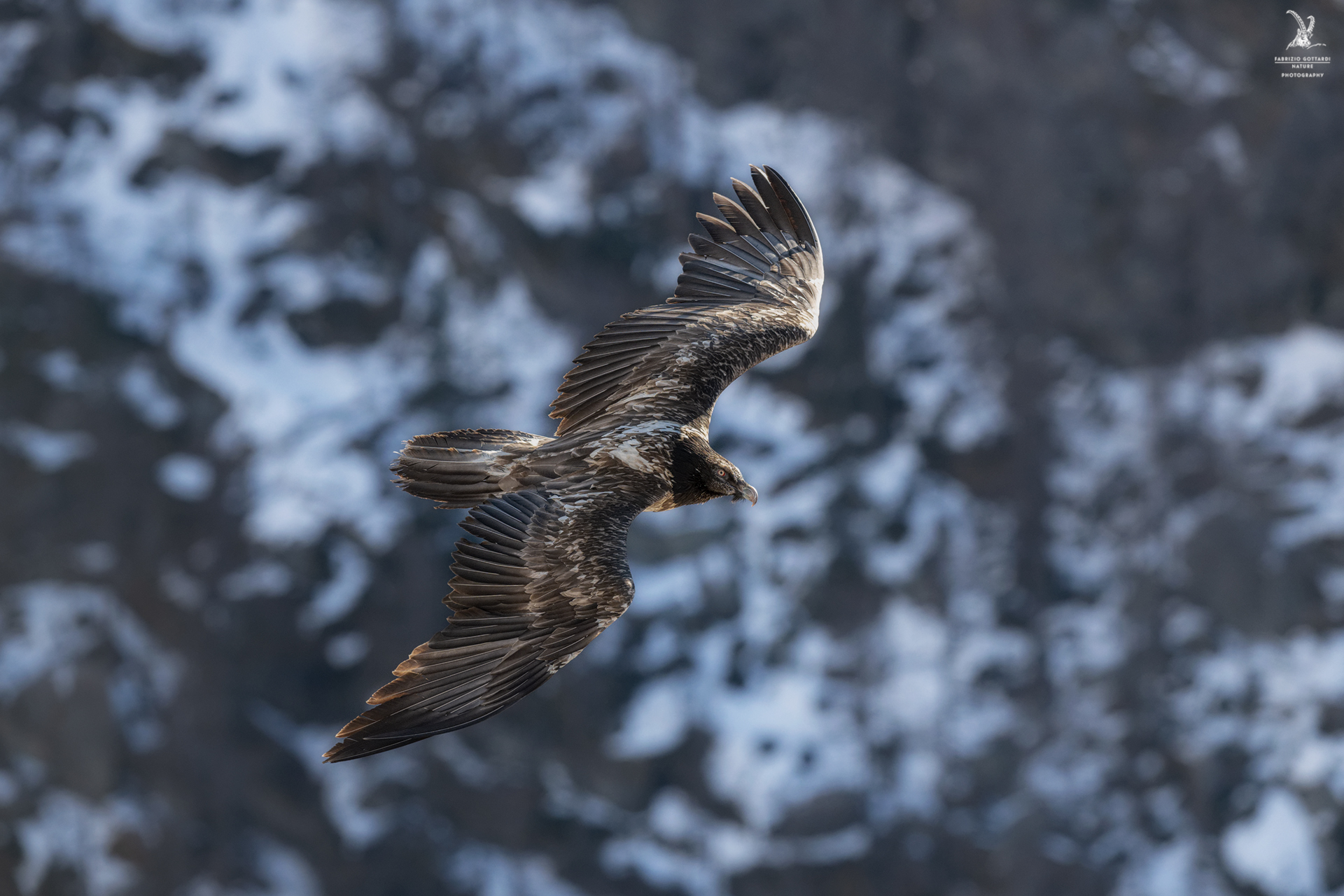 Bearded vulture 1st year
