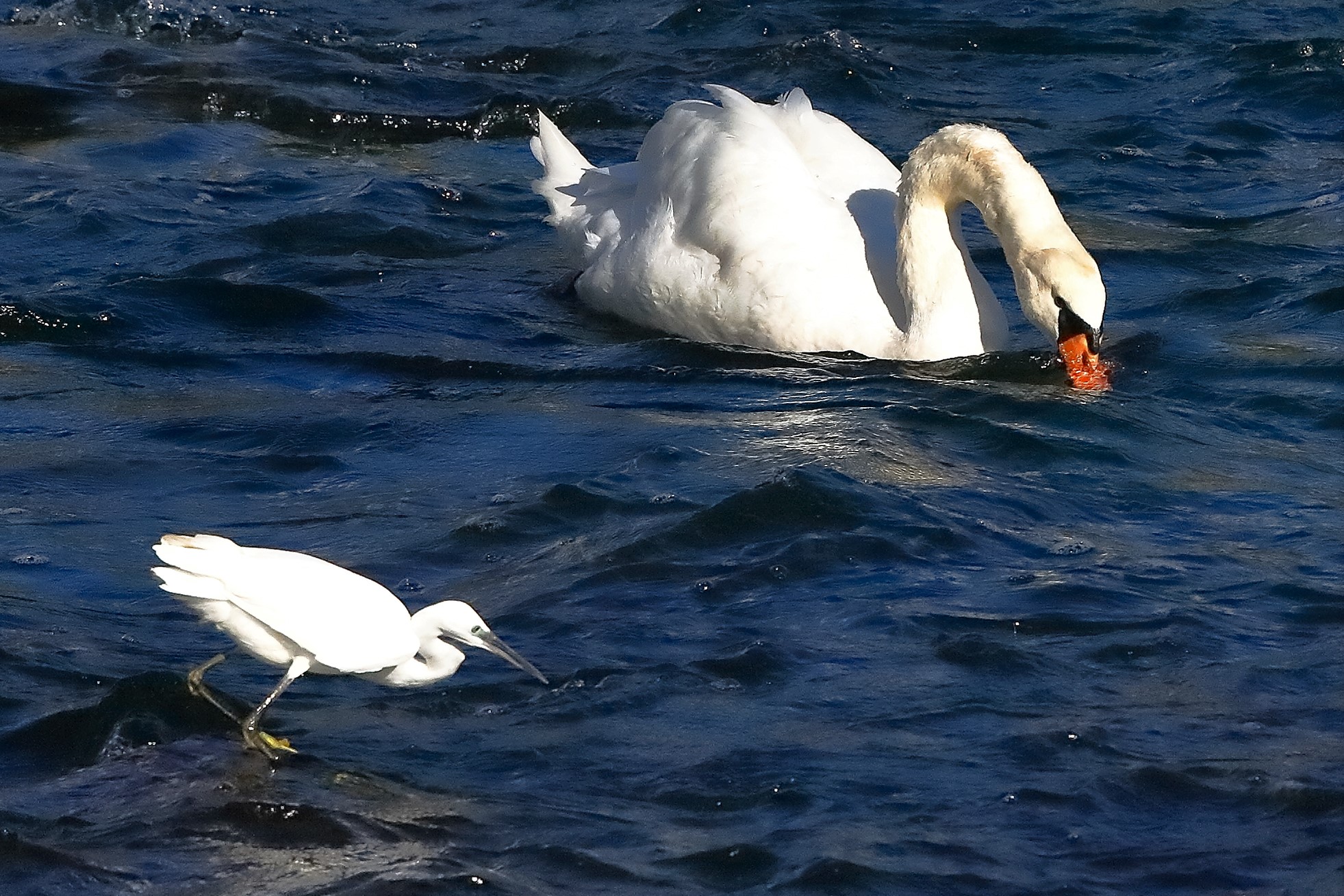 cigno vs garzetta 22 ottobre 2022