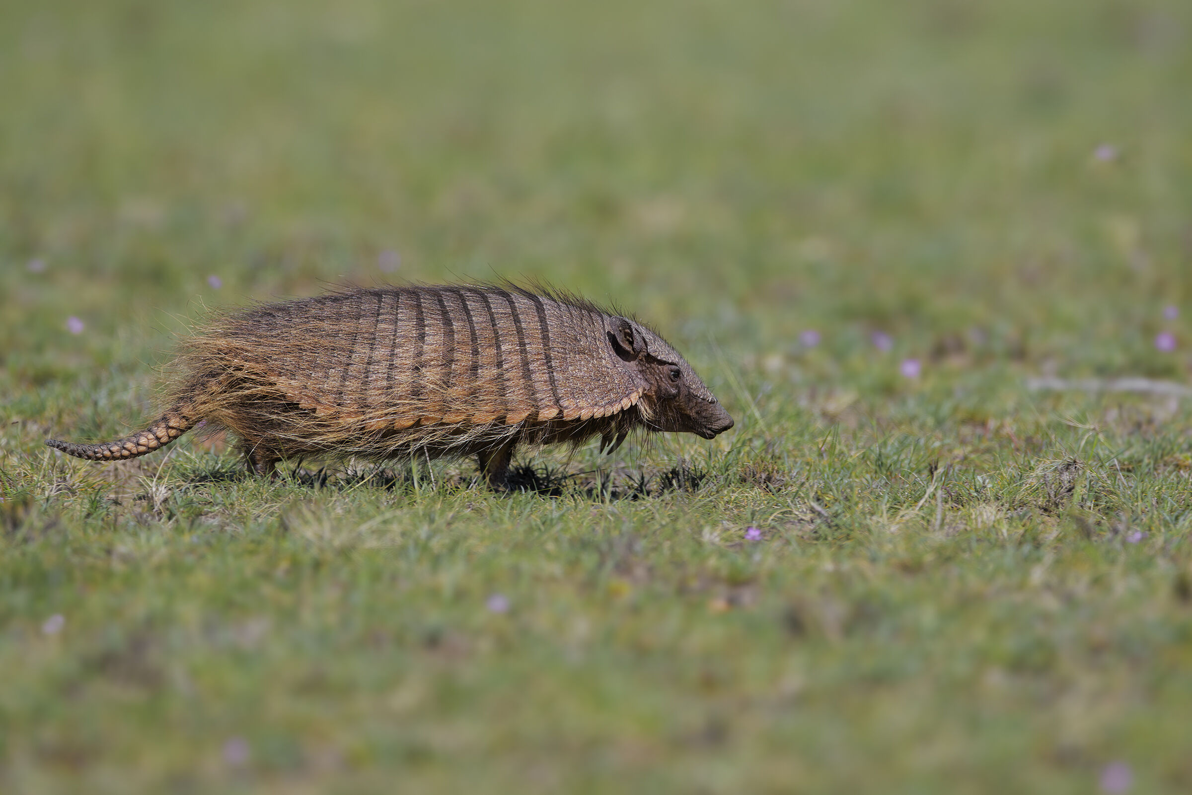 Armadillo