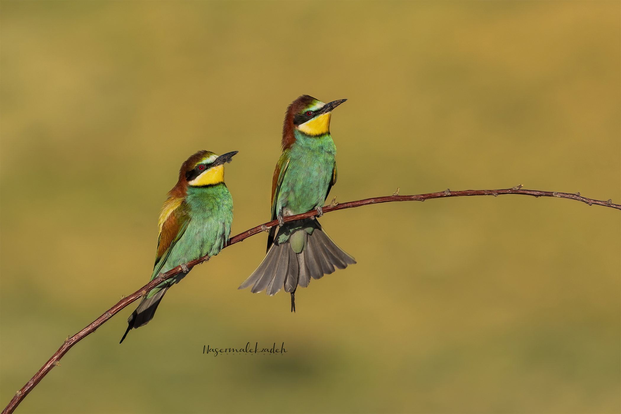 Bee-eater