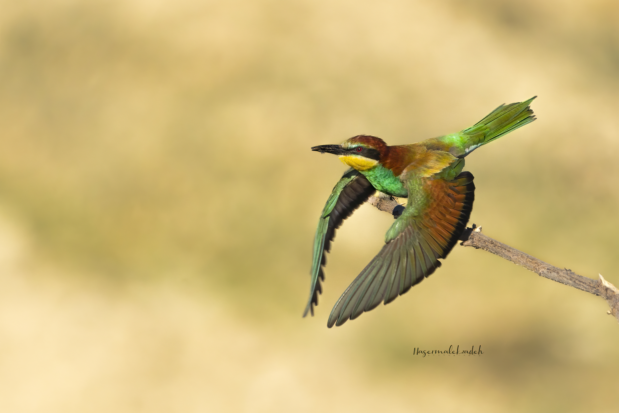 Bee-eater