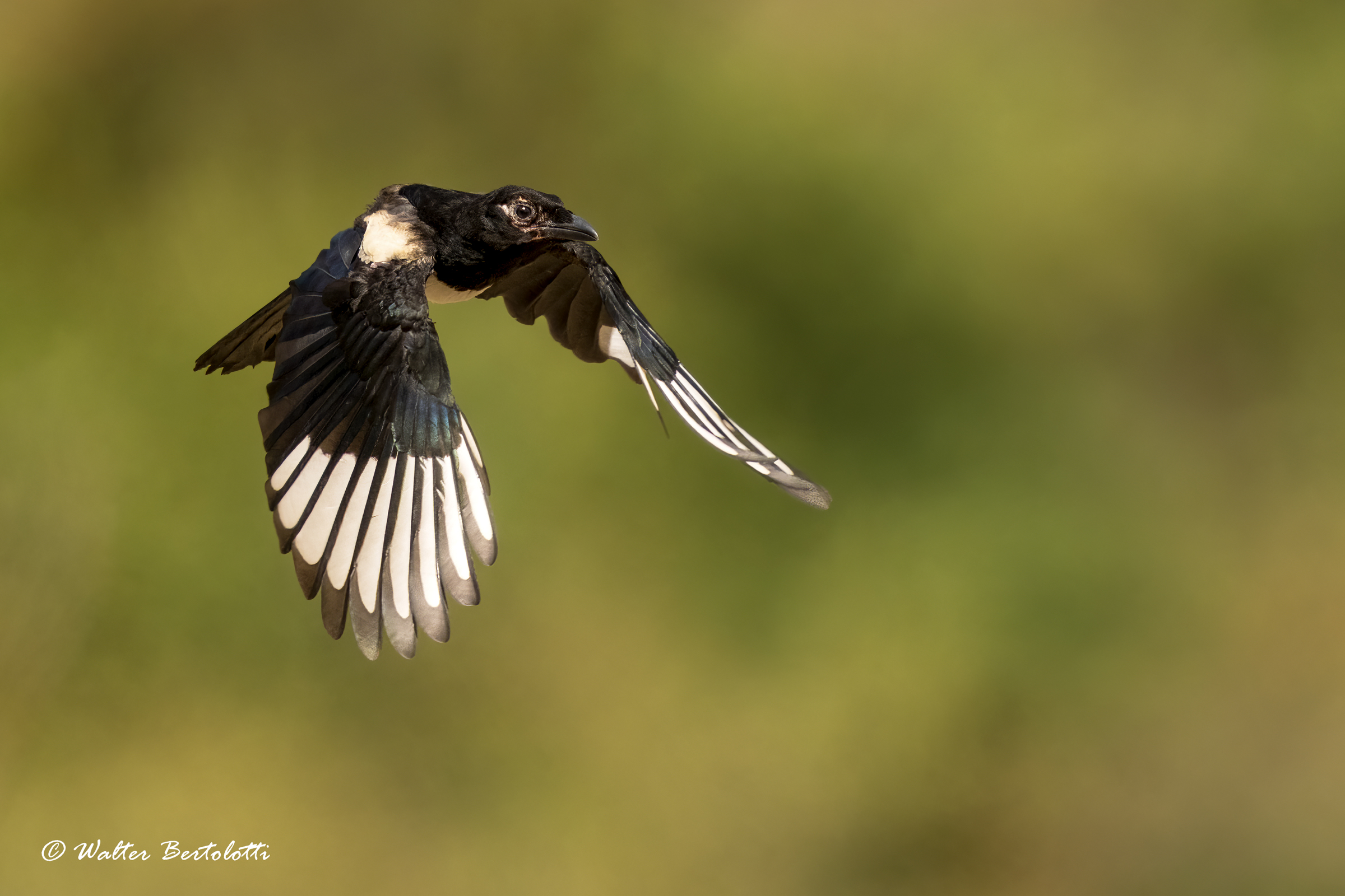 The flight of the young Magpie