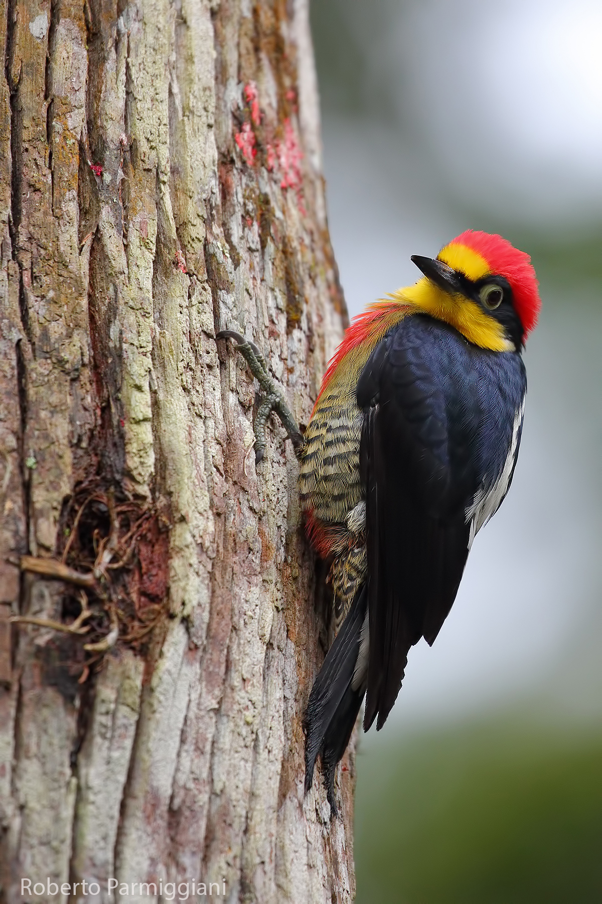 Yellow-fronted woodpecker