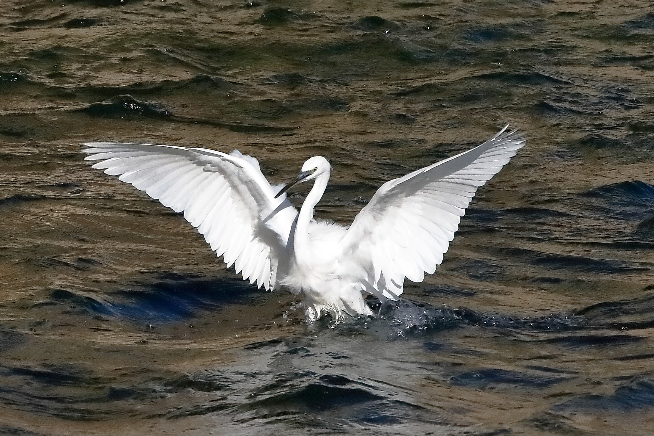 garzetta 22 ottobre 2022