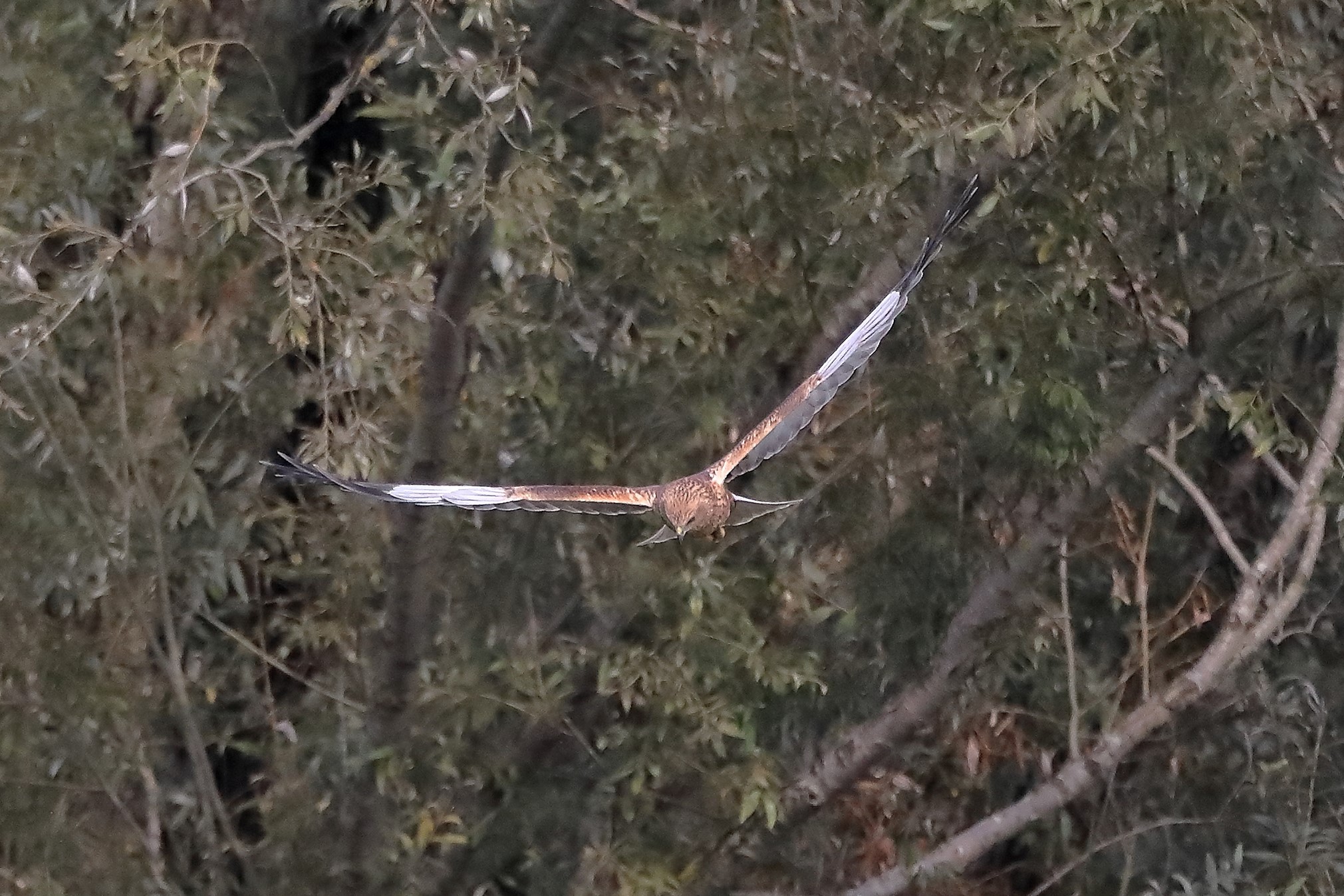 falco di palude 12-10-2022