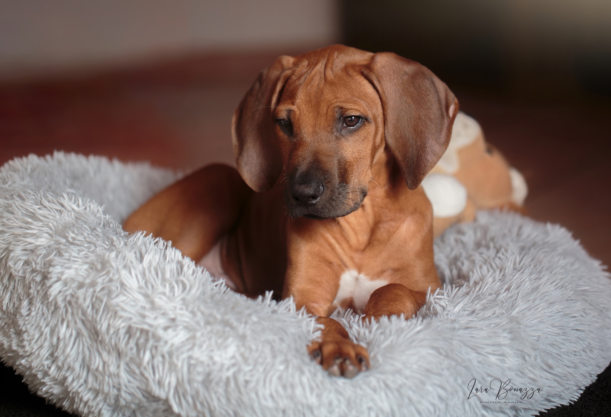 Il mio piccolo Principe