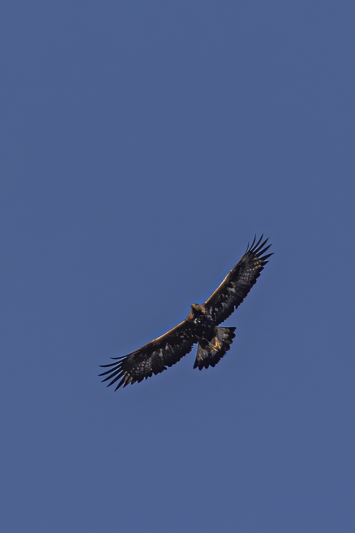 and fly fly you go