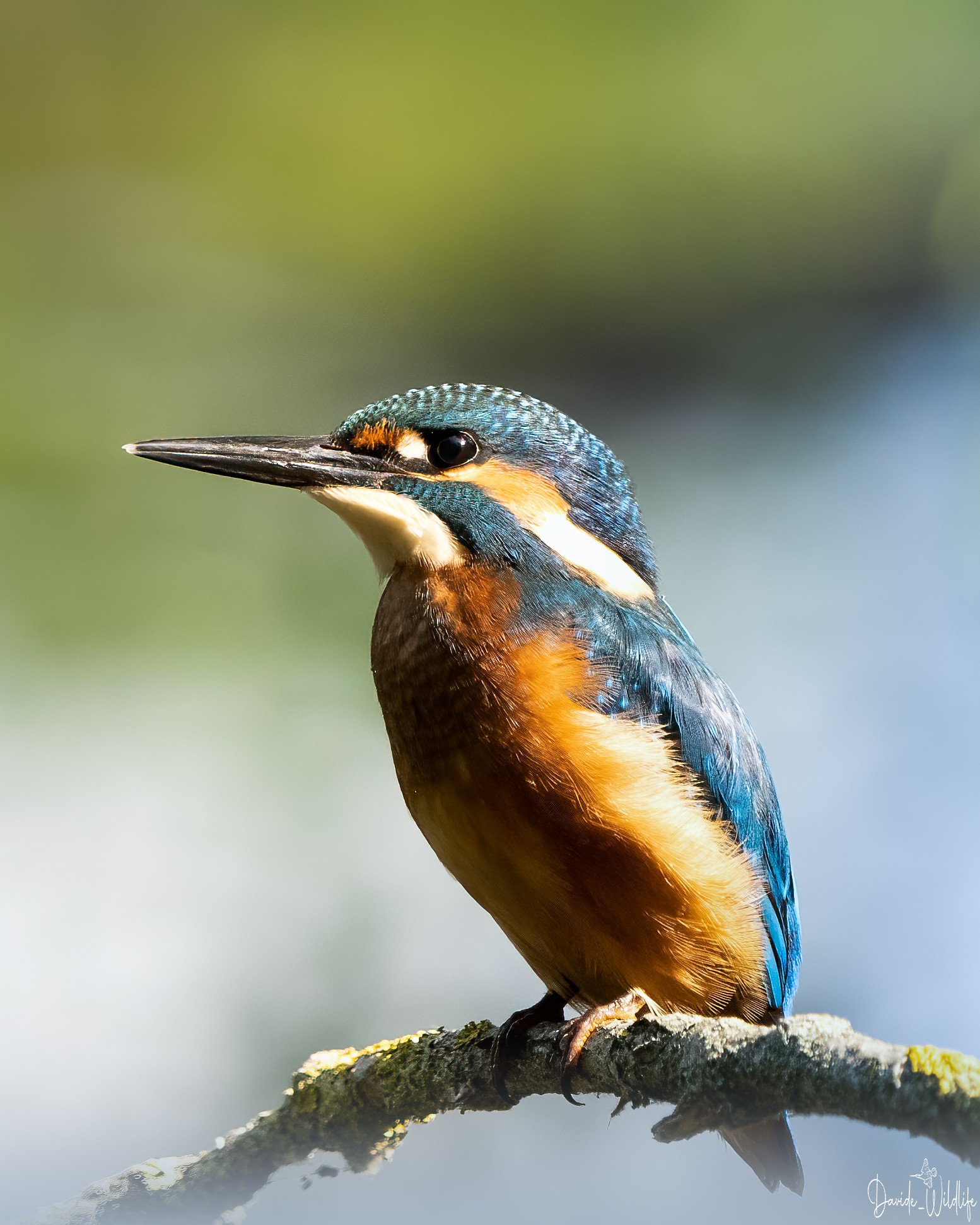 kingfisher