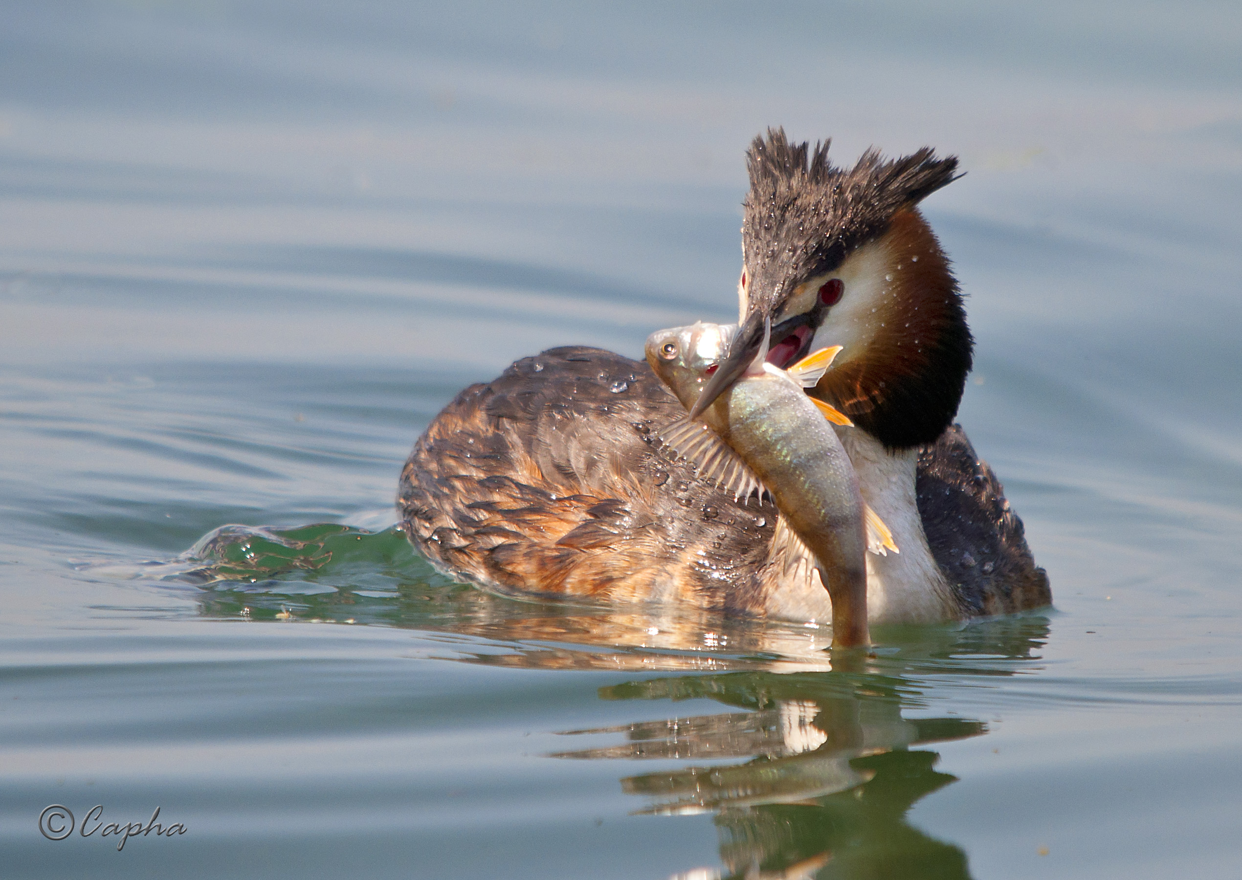 grebe with perch