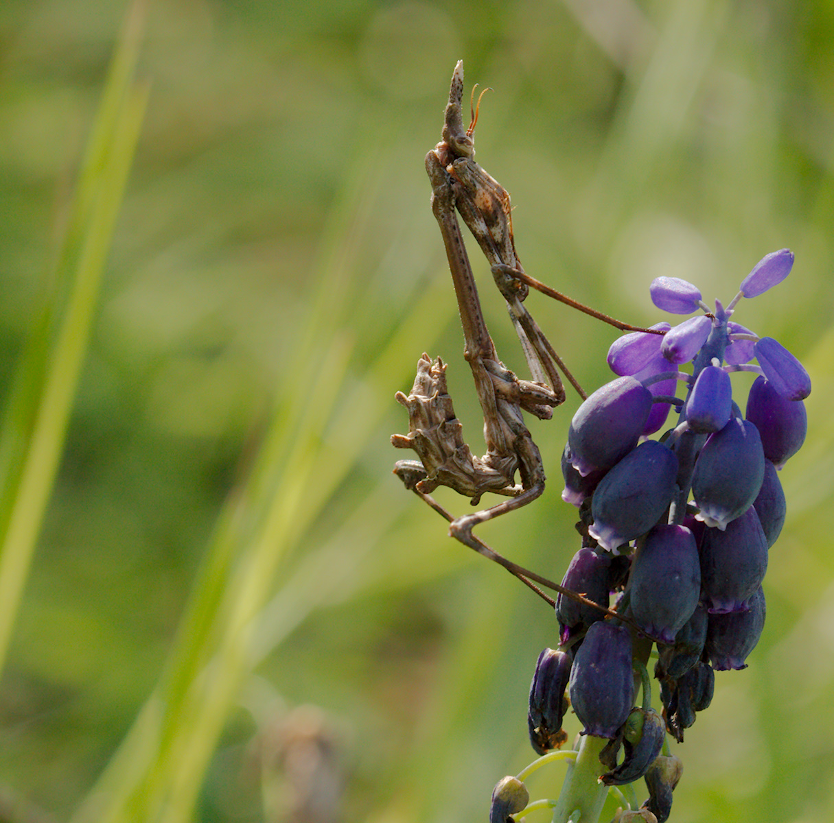 Empusa Pennata su muscari ignorato