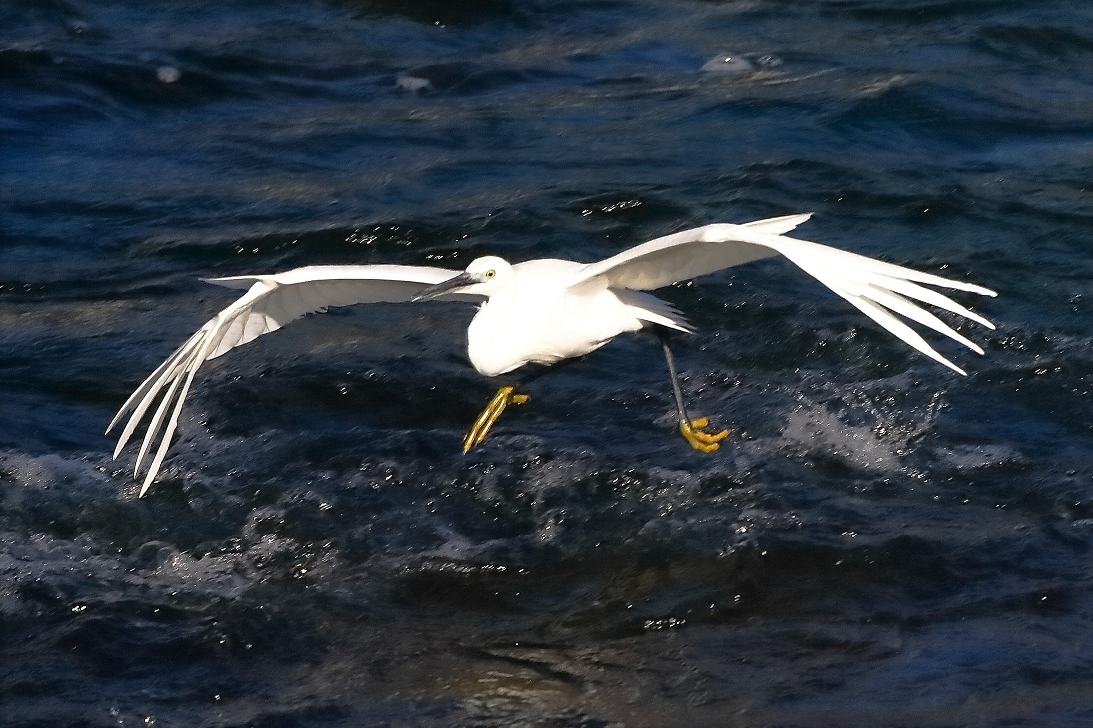 garzetta 22 ottobre 2022