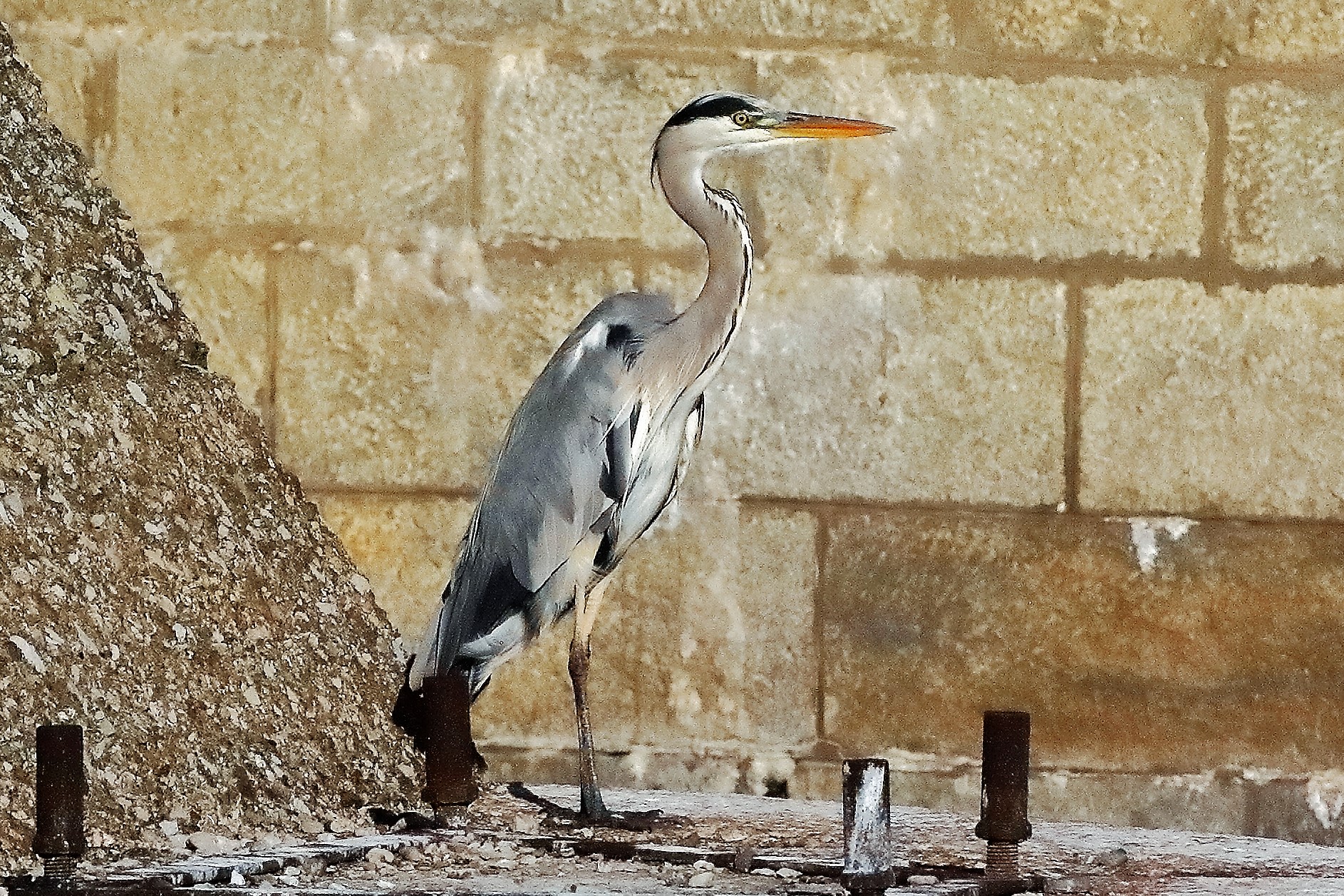 cenerino 22 ottobre 2022