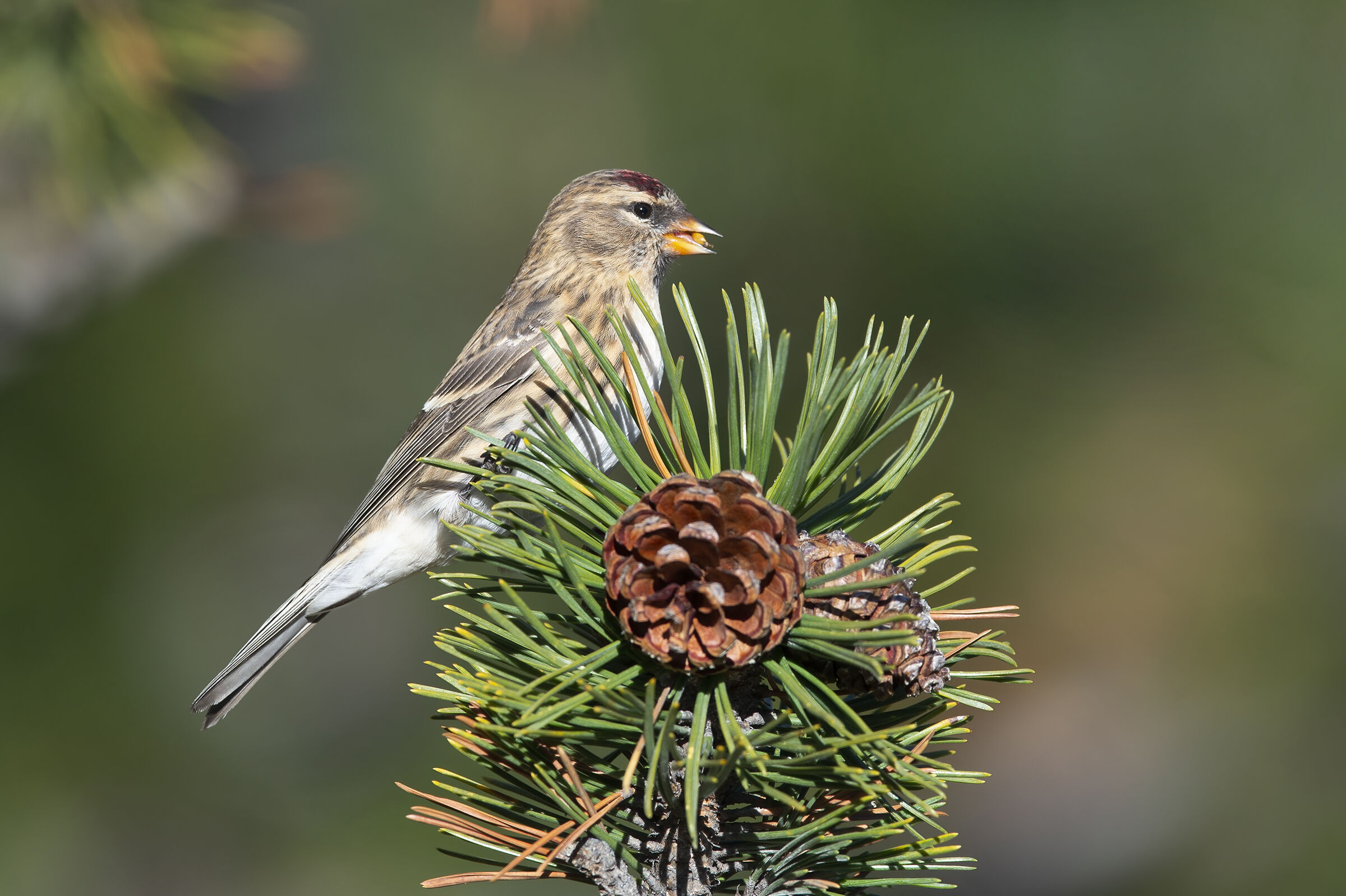 Organetto (Carduelis flammea)