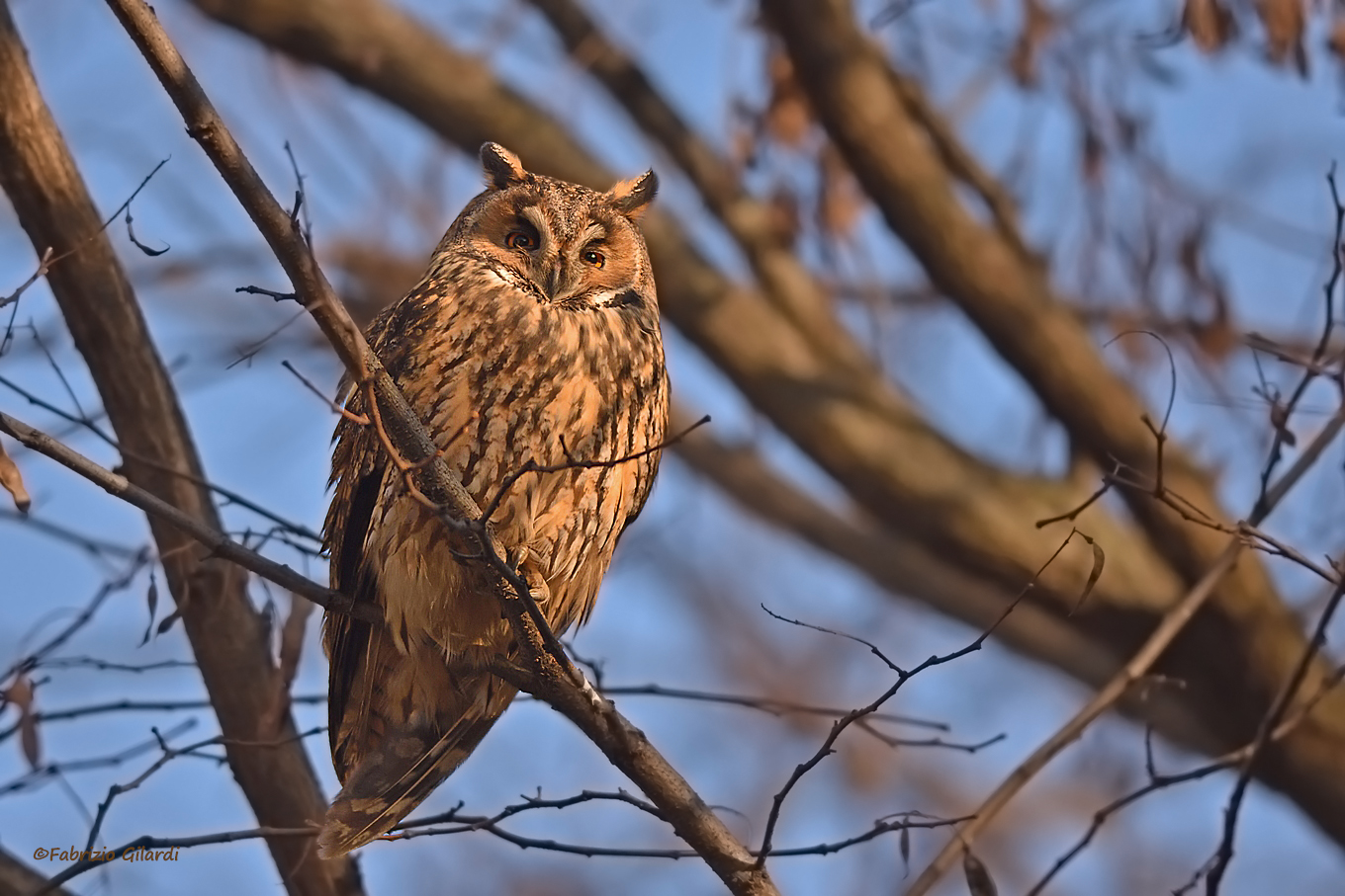 Asio otus (Common owl)