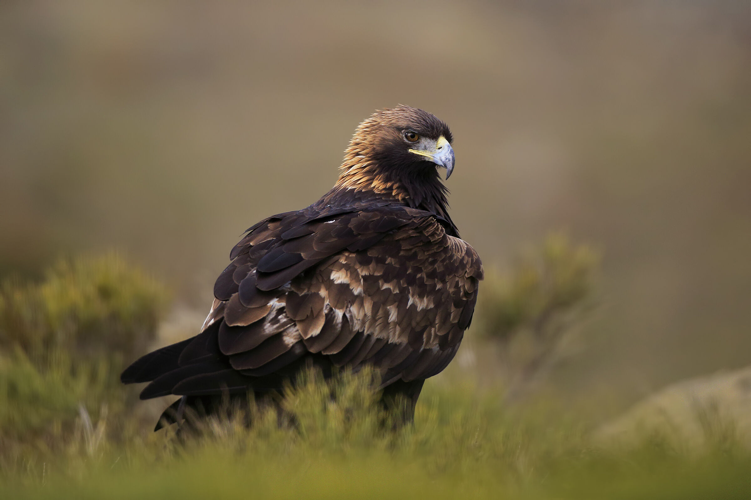 Golden eagle