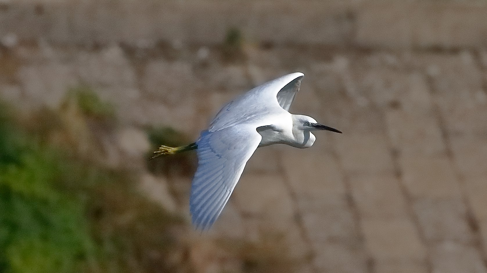 garzetta 22 ottobre 2022