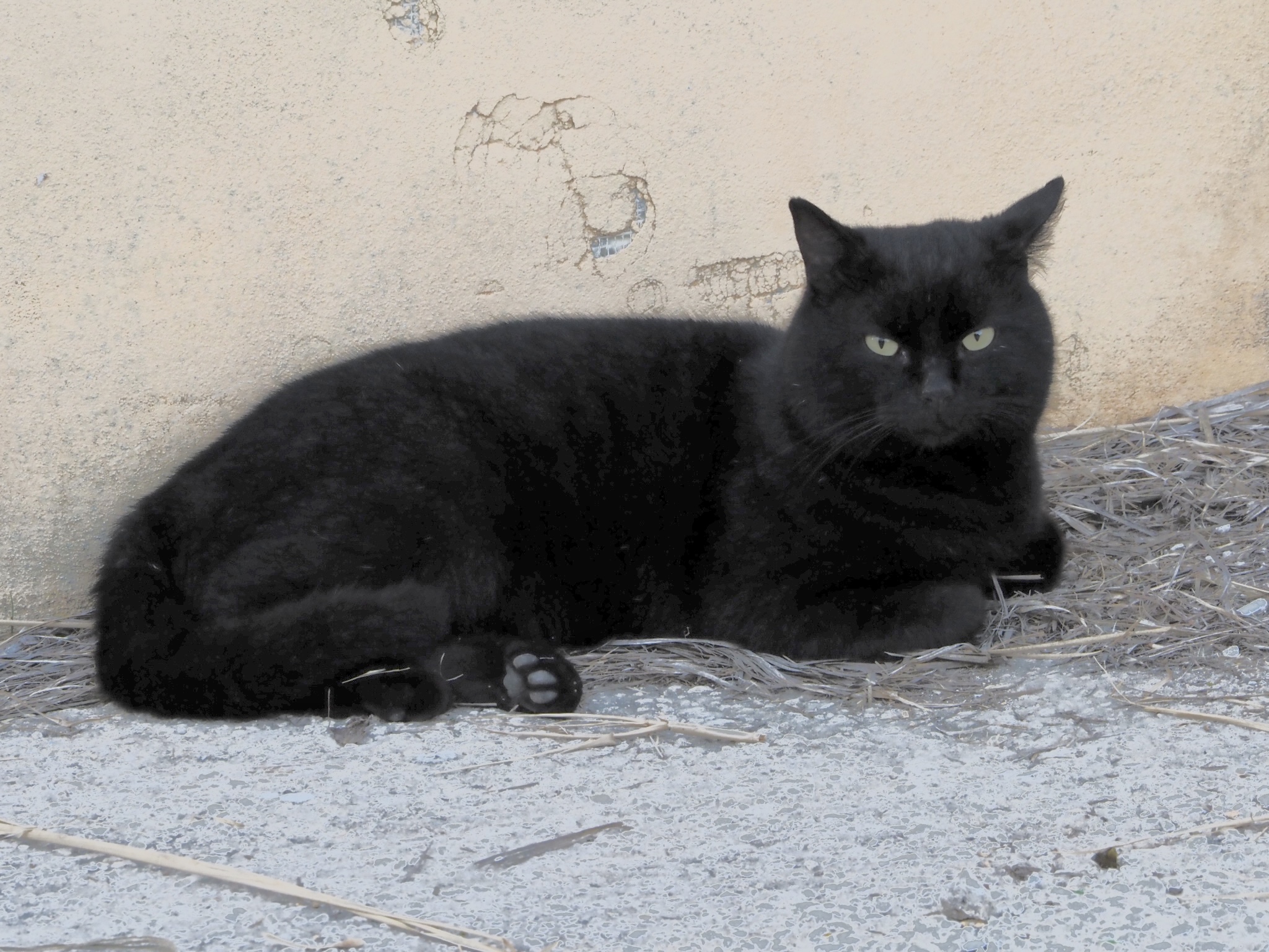 Black cat