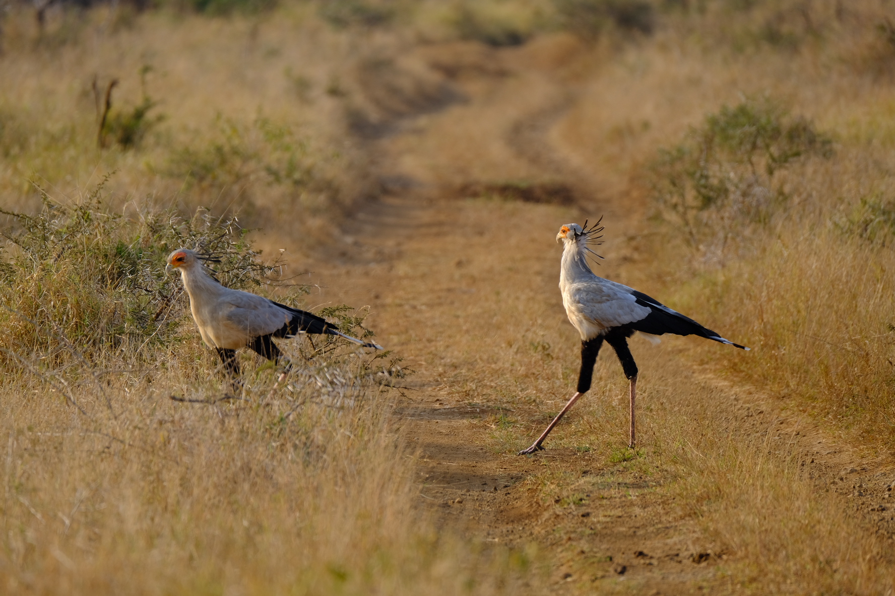 Local crossings