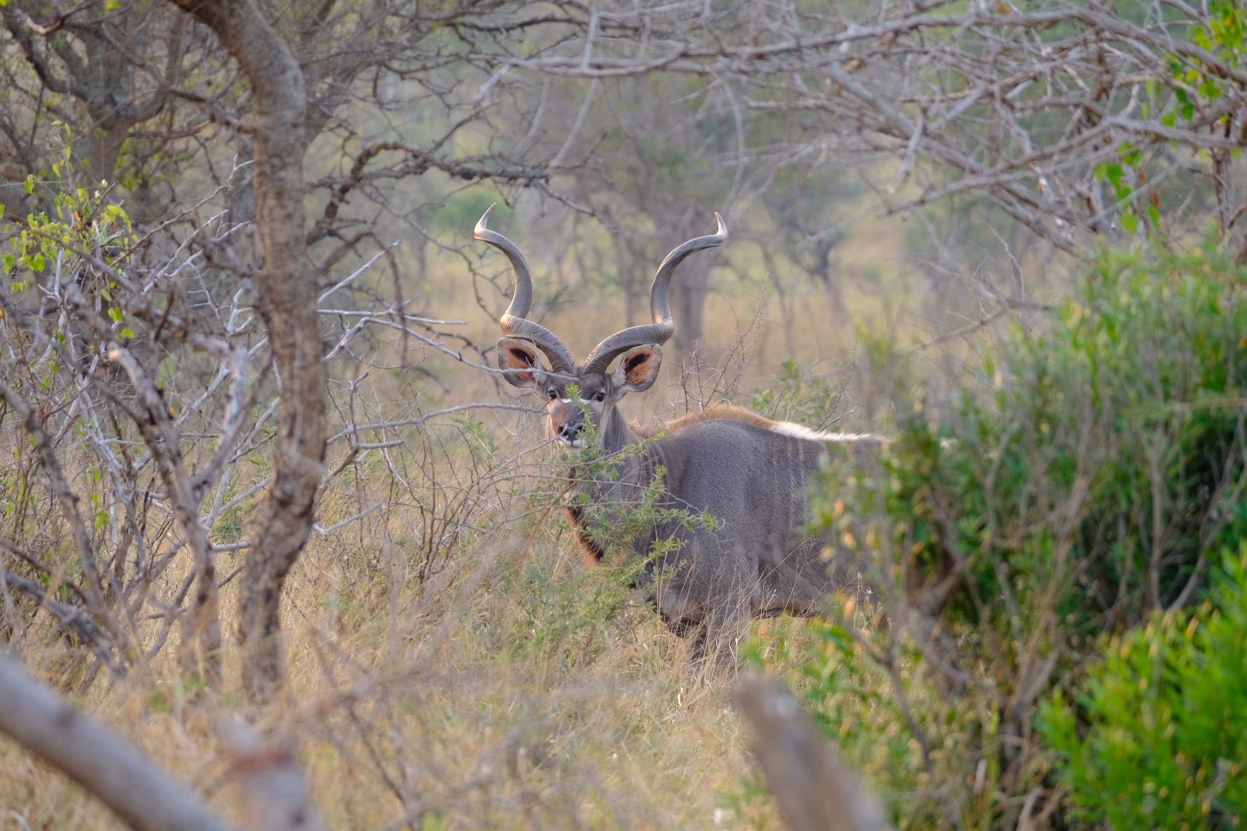 A curious Kudu