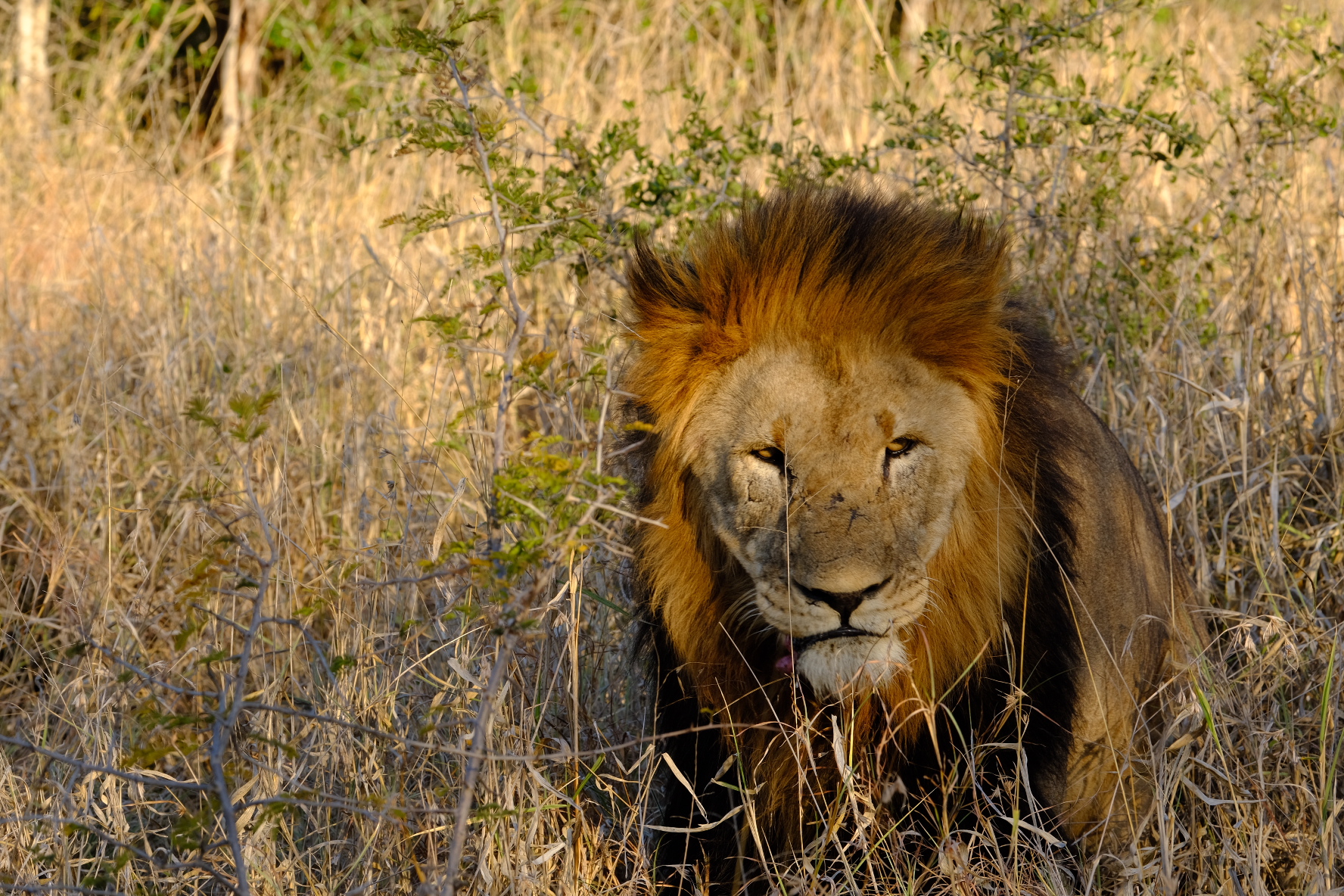 The King waking up in the afternoon