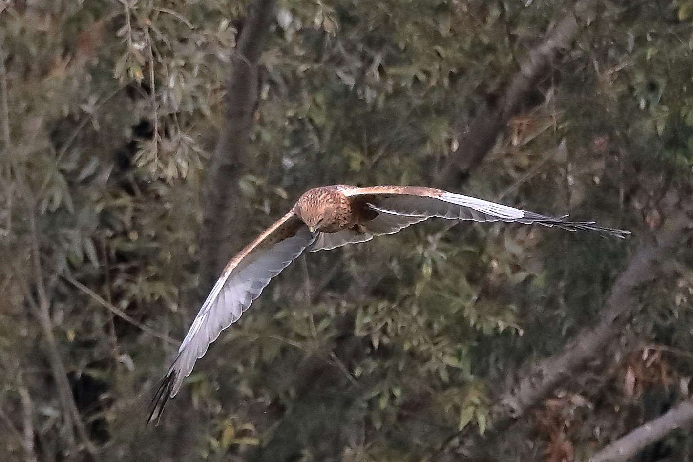 Falco di palude 12-10-2022