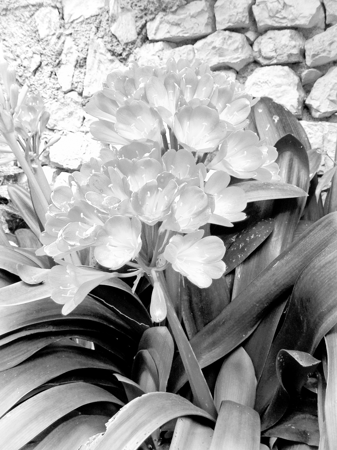 A FLOWER IS BORN FROM THE ROCK